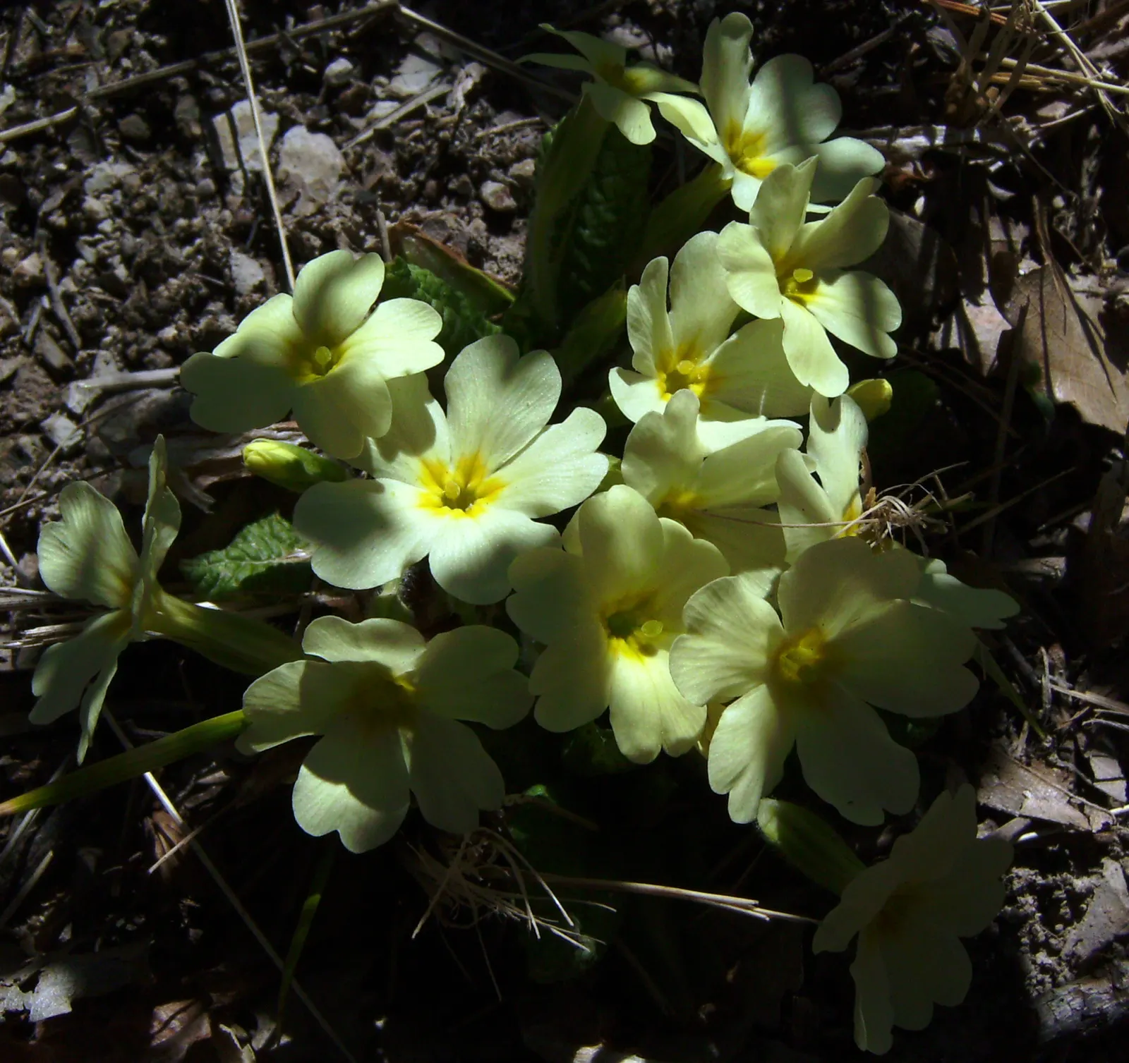 English Primrose (Primula X Polyantha) — ranging from white to deep violet