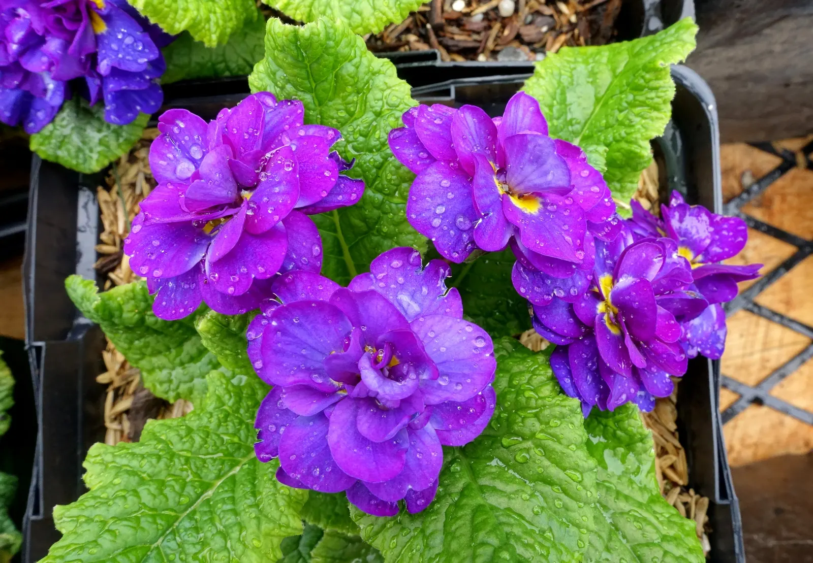 English Primrose (Primula X Polyantha) — making it an excellent ground cover or border plant