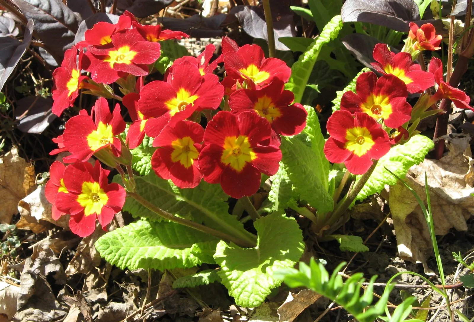 English Primrose (Primula X Polyantha) — the plant reaches a modest height of 6 to 12 inches with an equal spread; annual / ground cover for half, image 147