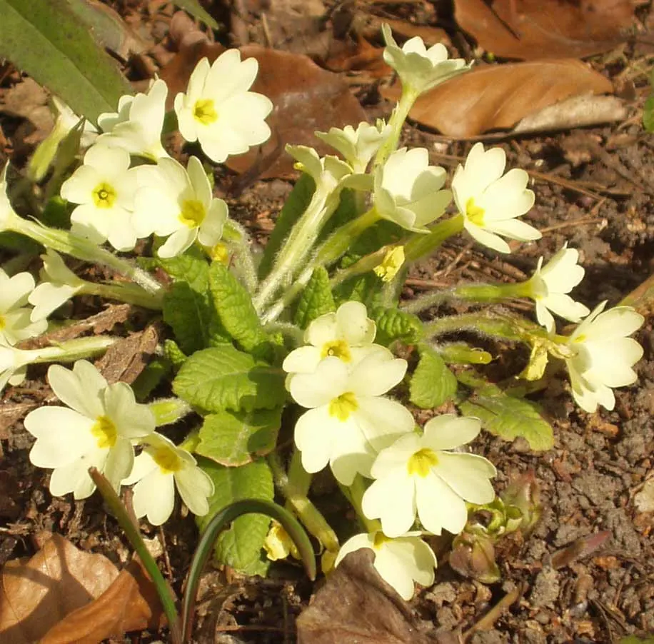 English Primrose (Primula X Polyantha) — is a perennial favorite that adds a burst of color to early spring landscapes