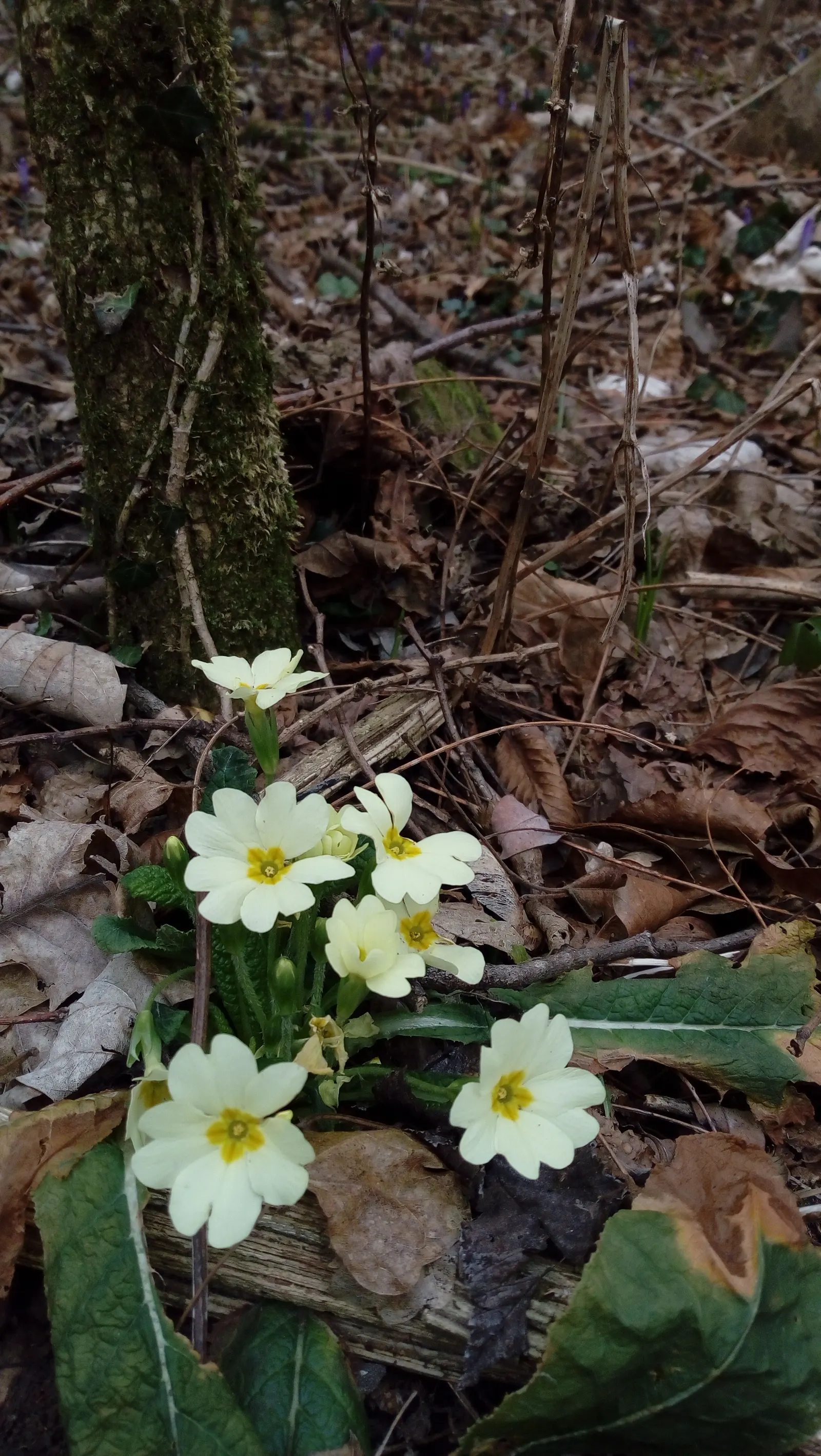 English Primrose (Primula X Polyantha) — measuring about 4 to 6 inches in length