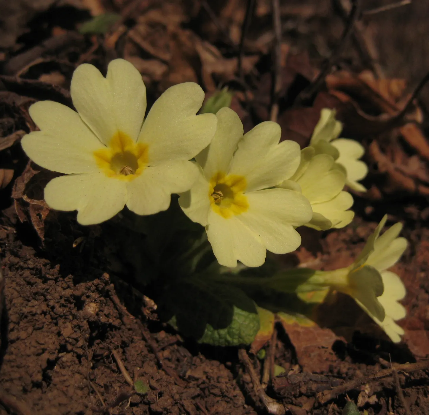 English Primrose (Primula X Polyantha) — Frequent watering is pivotal, especially during dry spells