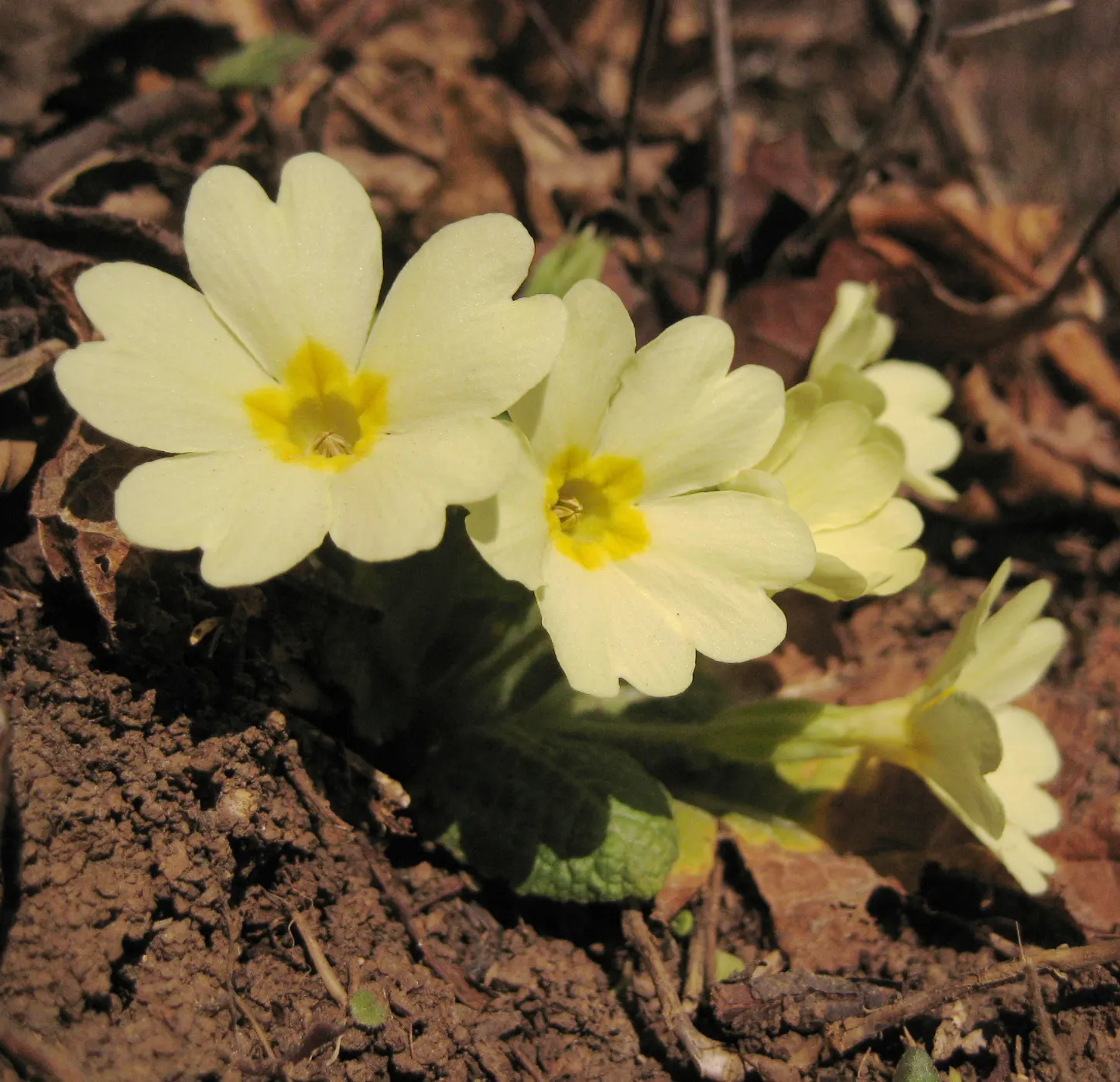 English Primrose (Primula X Polyantha) — plant English Primroses 6 to 12 inches apart in fertile