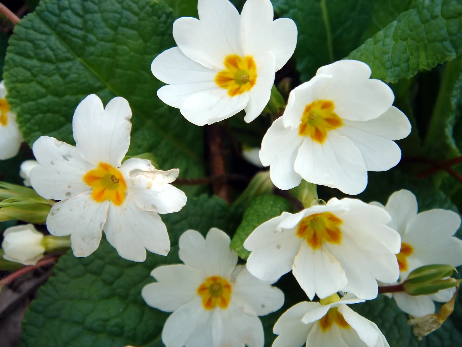 English Primrose (Primula X Polyantha) — A hybrid of Primula vulgaris and Primula veris, it typically flourishes in USDA hardiness zones 5 through 9
