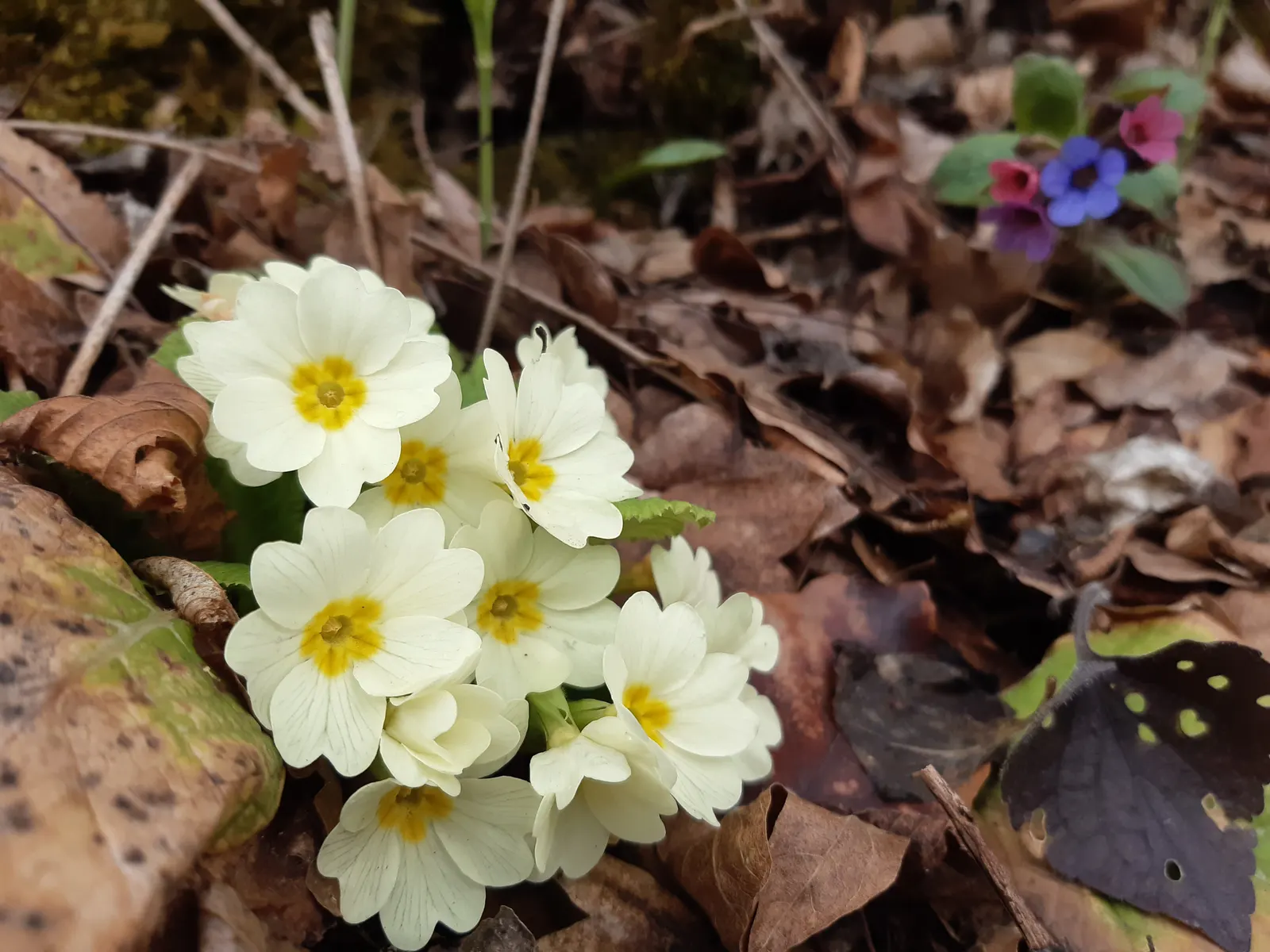 English Primrose (Primula X Polyantha) — is a vibrant perennial boasting a rainbow of hues