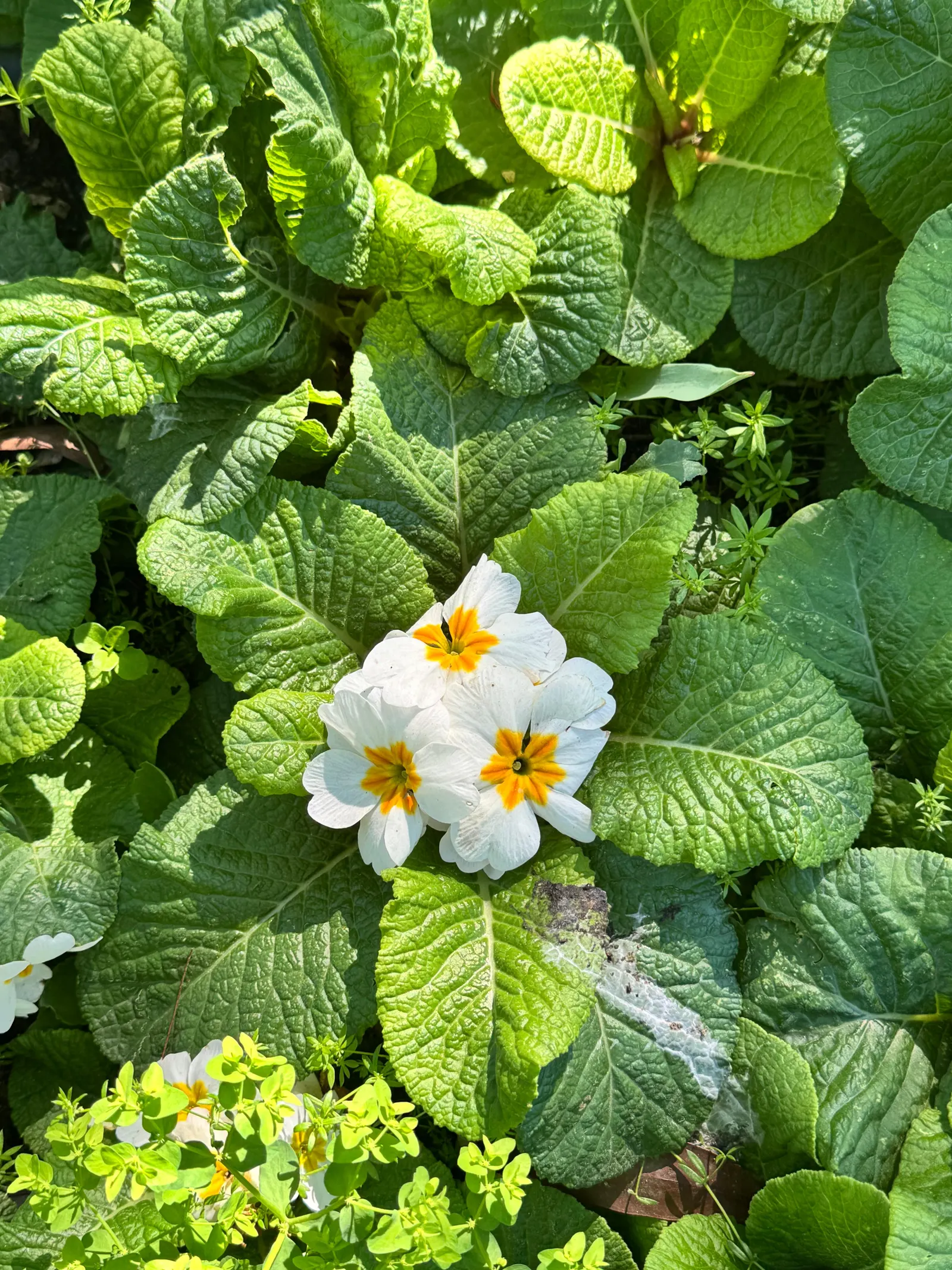 English Primrose (Primula X Polyantha) — This hardy plant prefers partial shade but can tolerate full sun in cooler climates, provided it's kept moist