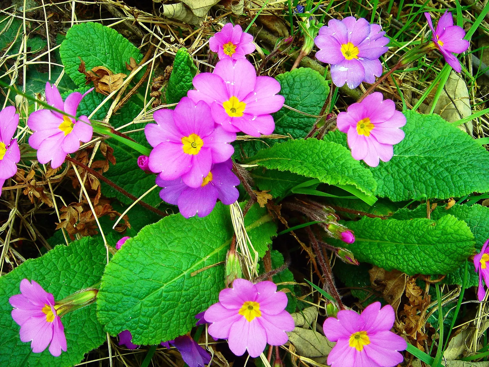 English Primrose (Primula X Polyantha) — and red to purple and yellow.<br><br>For the optimal visual impact and health