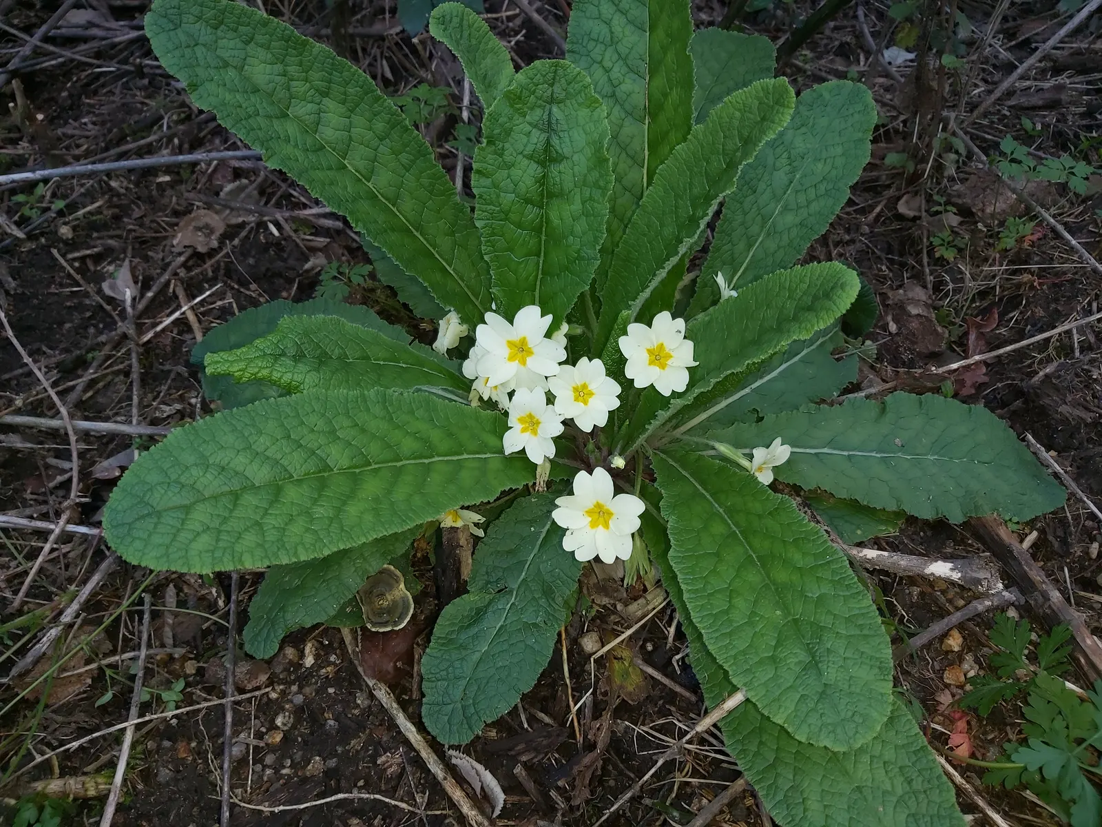 English Primrose (Primula X Polyantha) — It boasts clusters of 0.75 to 1-inch-wide flowers perched atop slender stems