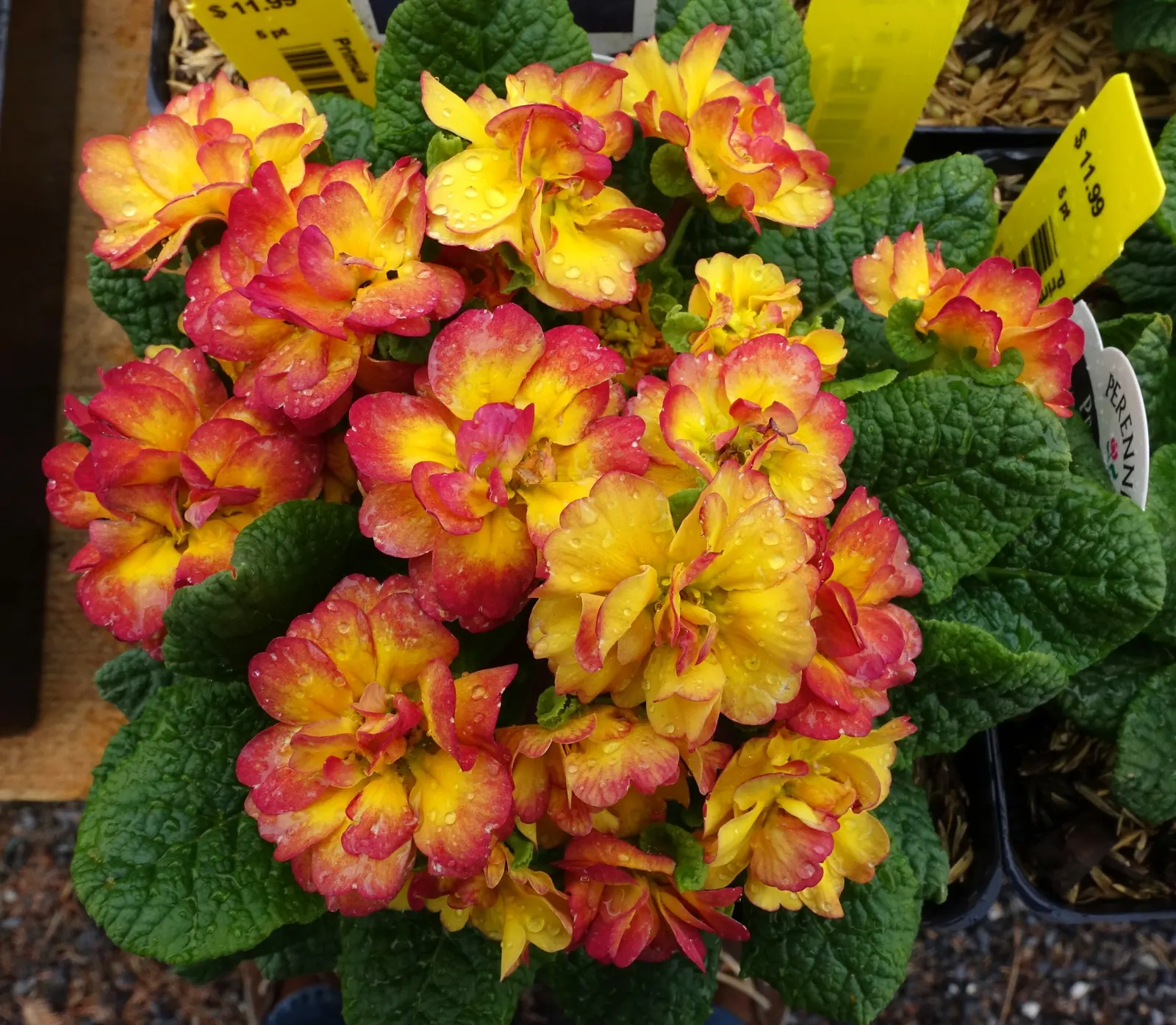 English Primrose (Primula X Polyantha) — the plant reaches a modest height of 6 to 12 inches with an equal spread