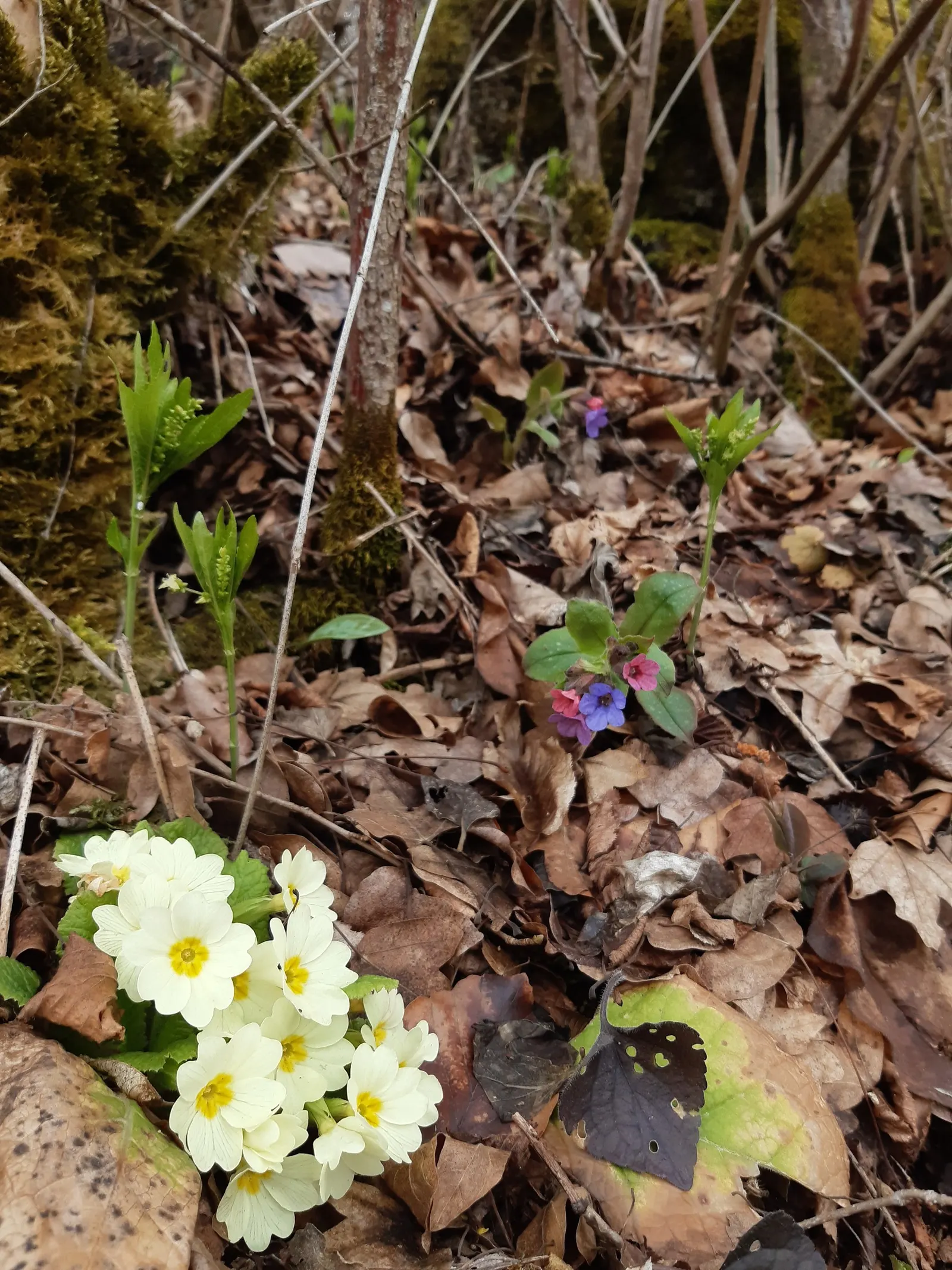 English Primrose (Primula X Polyantha) — Flourishing in zones 3-8, it reaches 6-12 inches in height and spreads about 8-12 inches