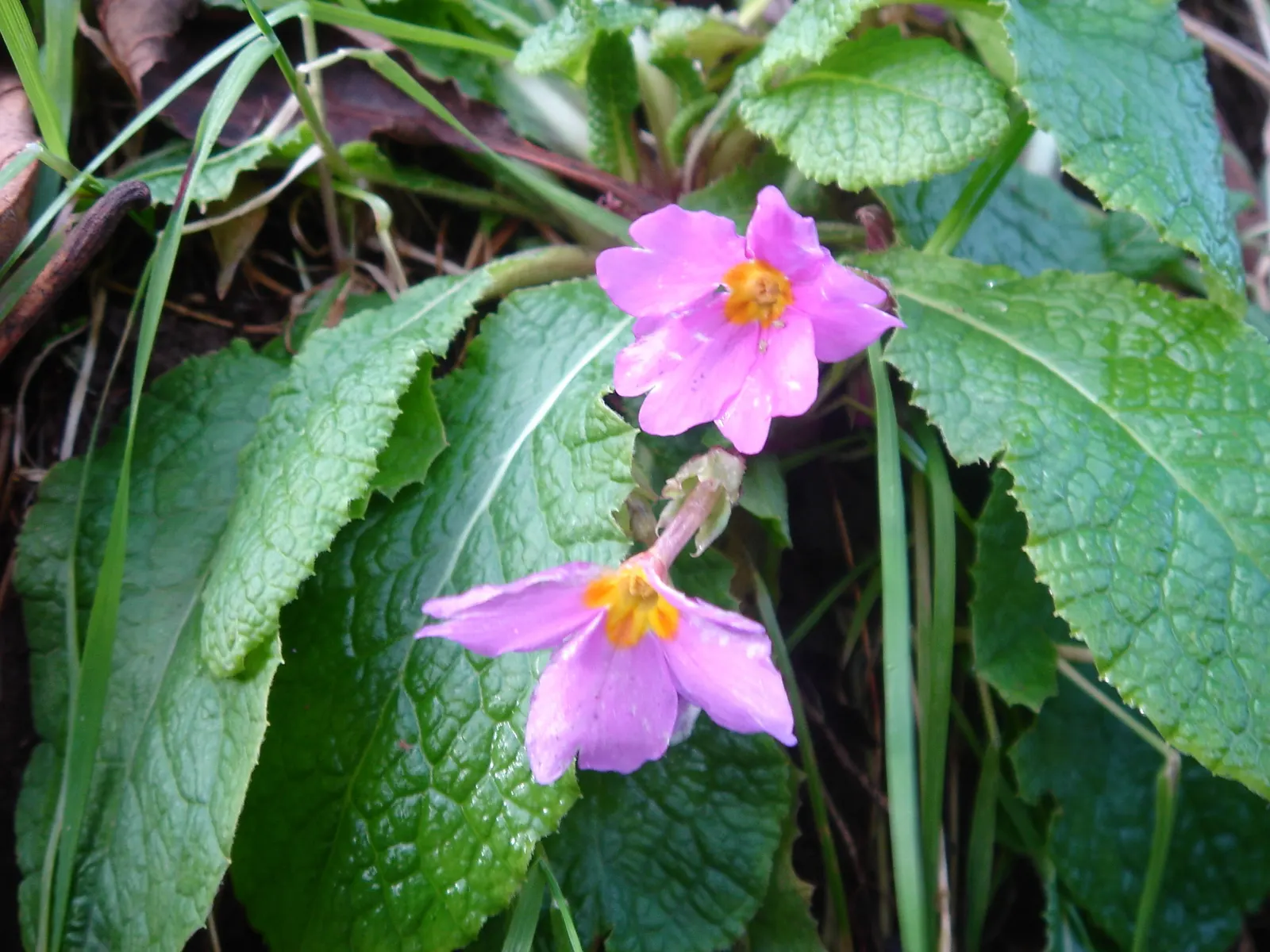 English Primrose (Primula X Polyantha) — with a variety of vibrant colors ranging from white