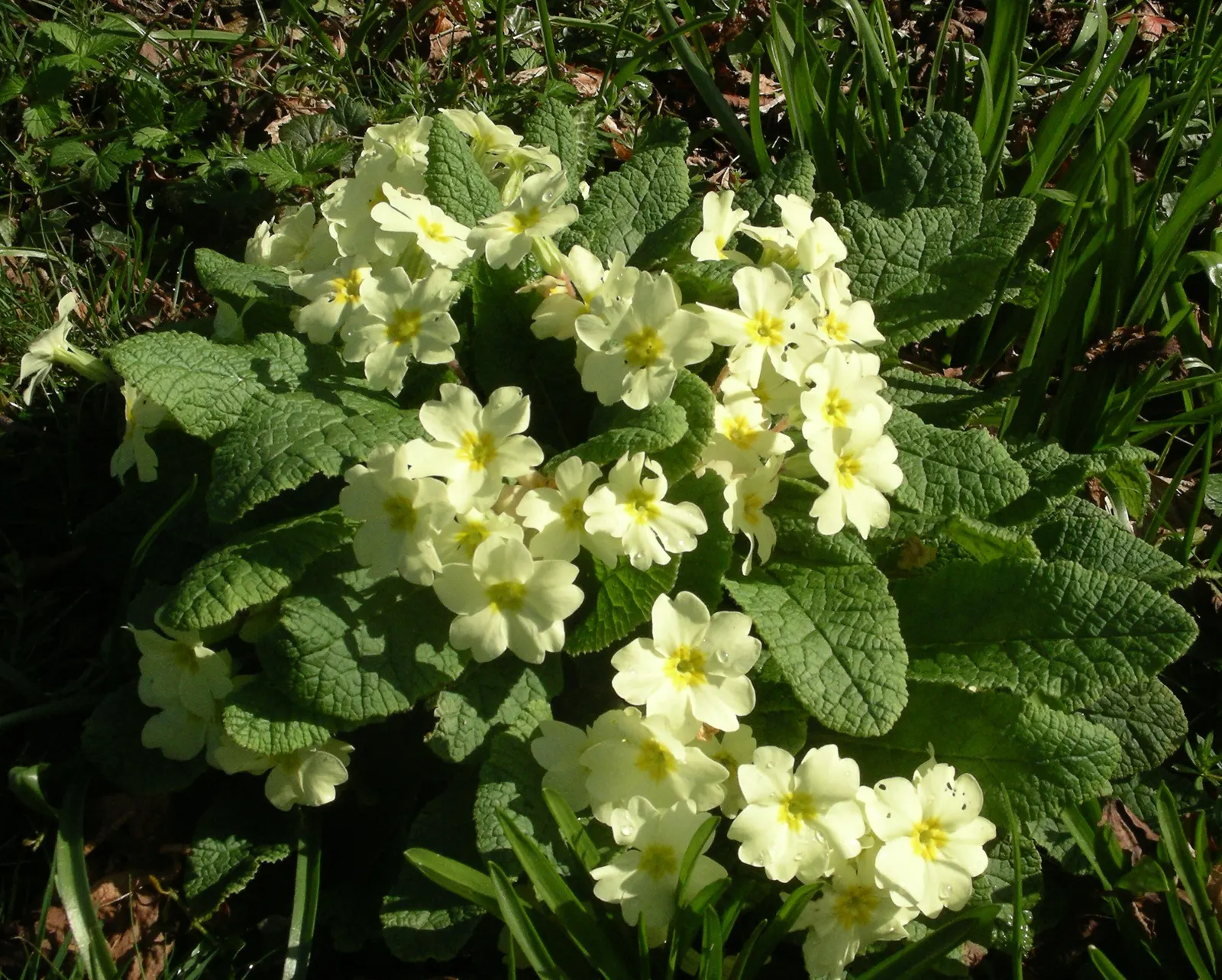 English Primrose (Primula X Polyantha) — well-draining soil with a pH between 6.0 and 7.0