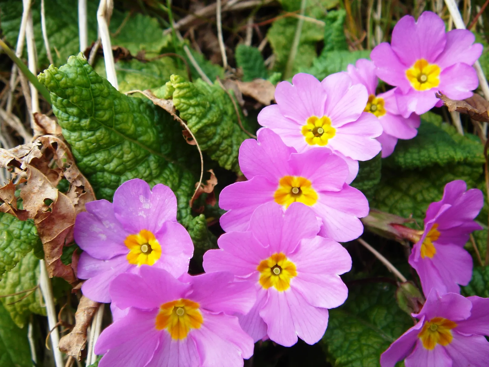 English Primrose (Primula X Polyantha) — Preferring partial shade, this early spring bloomer requires well-draining soil
