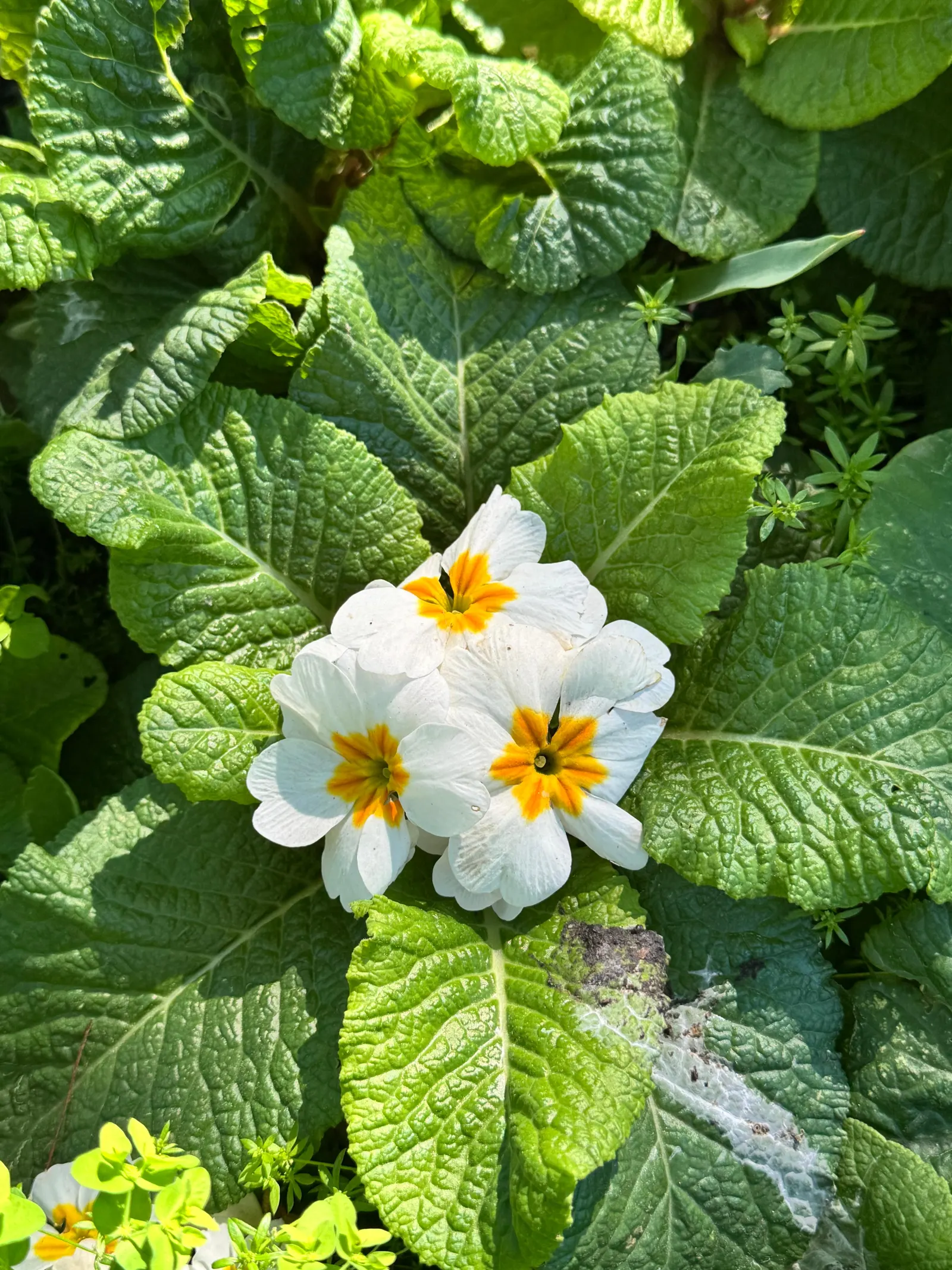 English Primrose (Primula X Polyantha) — <br><br>The English Primrose is notable for its rosette of oblong