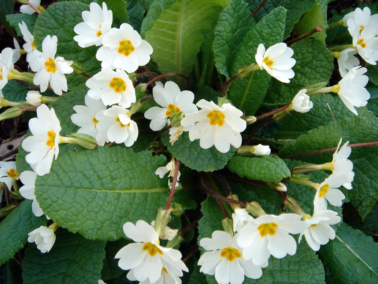 English Primrose (Primula X Polyantha) — Hardy and low-maintenance, it adds a charming pop of color