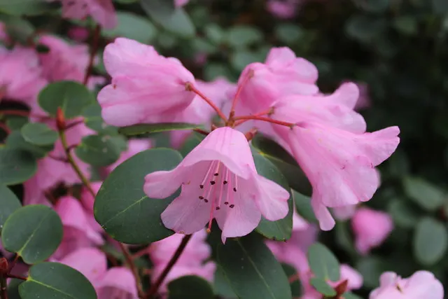 Bow Bells Shade Azalea (Rhododendron 'Bow Bells') — Offers a moderate growth rate and benefits from occasional pruning