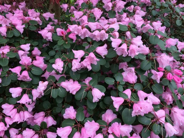 Bow Bells Shade Azalea (Rhododendron 'Bow Bells') — Cold hardy to USDA Zone 5
