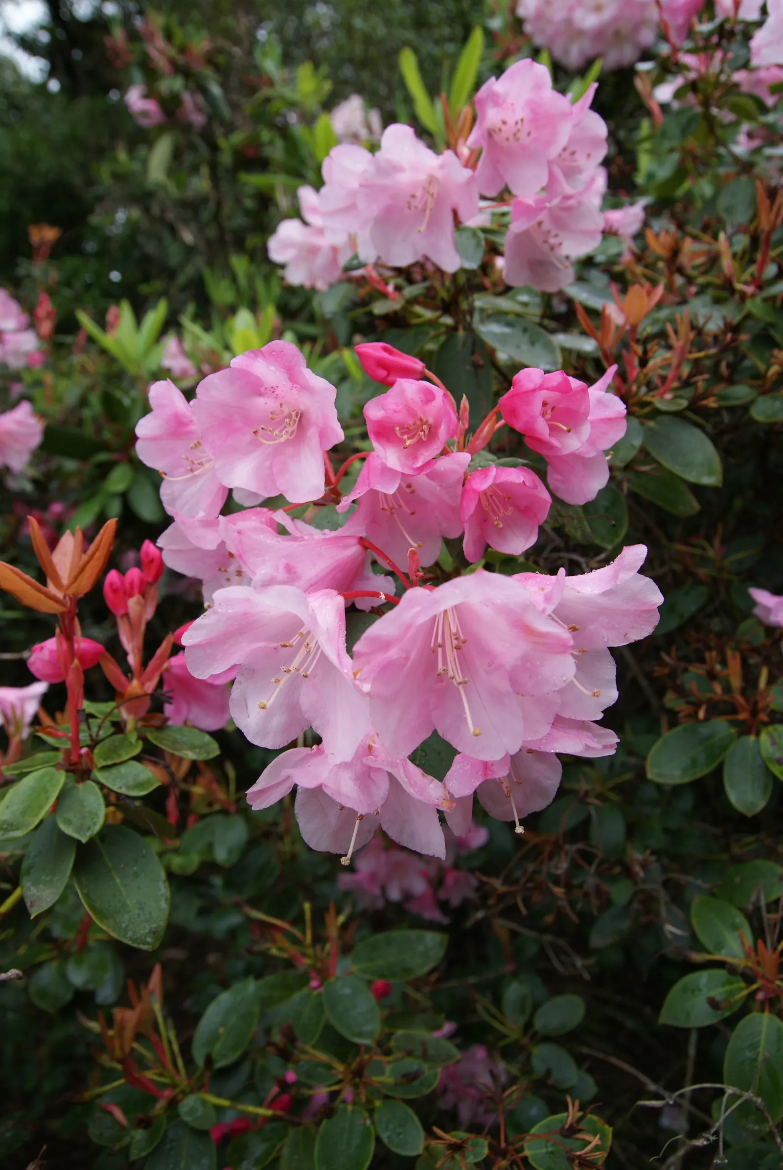 Bow Bells Shade Azalea (Rhododendron 'Bow Bells') — Flowering in spring, it reaches up to 4 feet in height and 4 feet in width