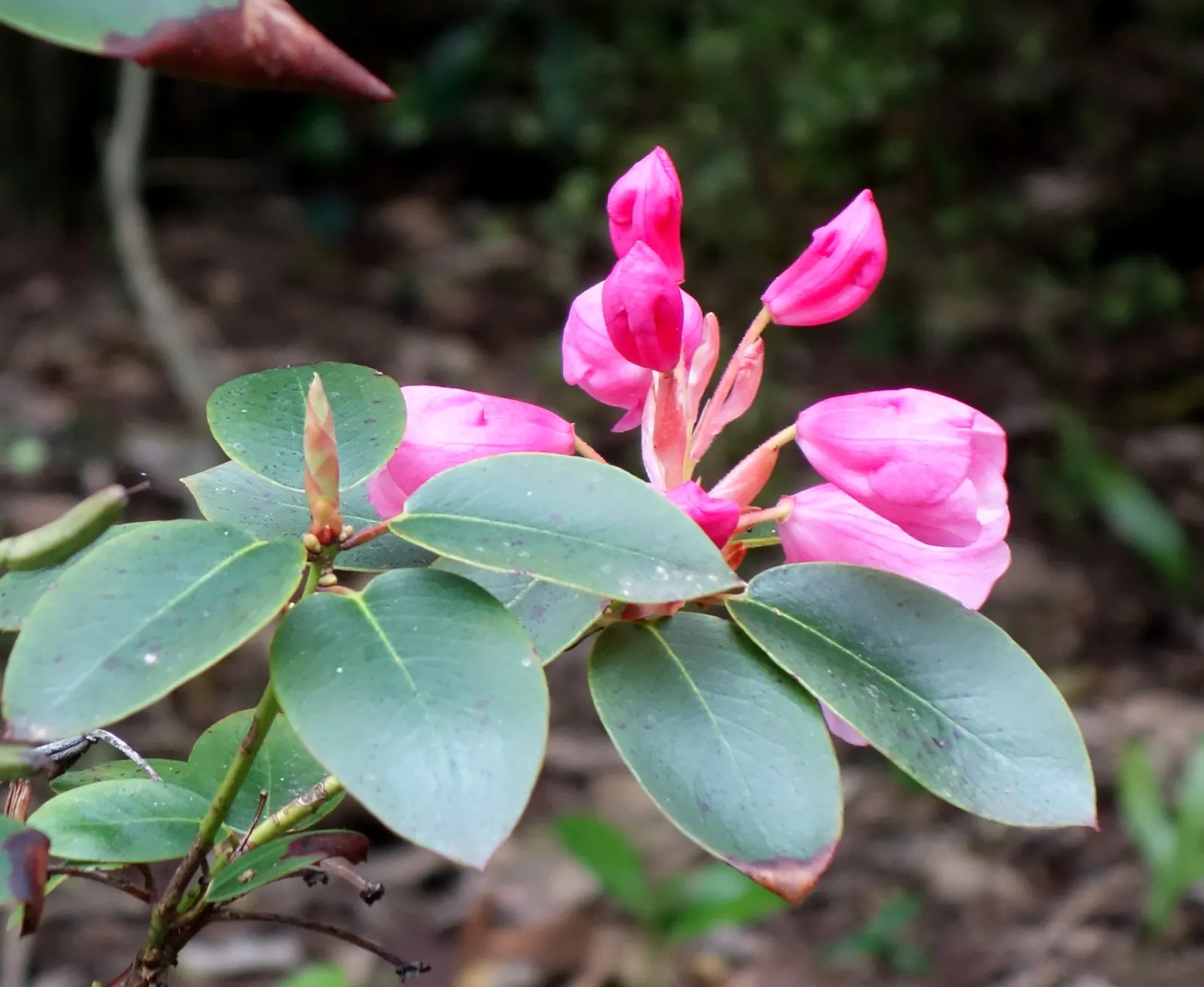Bow Bells Shade Azalea (Rhododendron 'Bow Bells') — Prefers partial shade and well-drained, acidic soil
