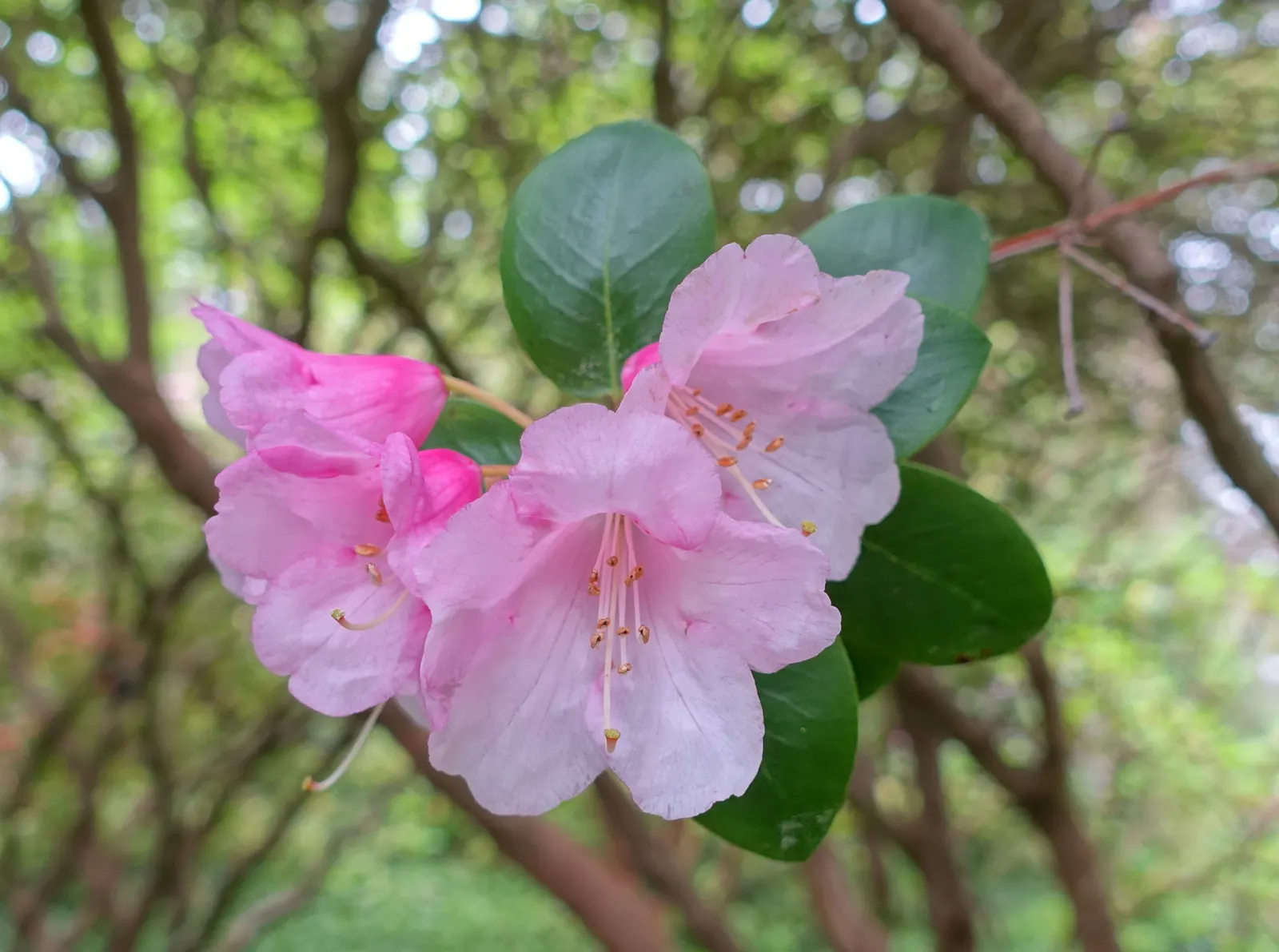Bow Bells Shade Azalea (Rhododendron 'Bow Bells') — The Rhododendron 'Bow Bells' is a deciduous azalea featuring delicate pale pink blooms