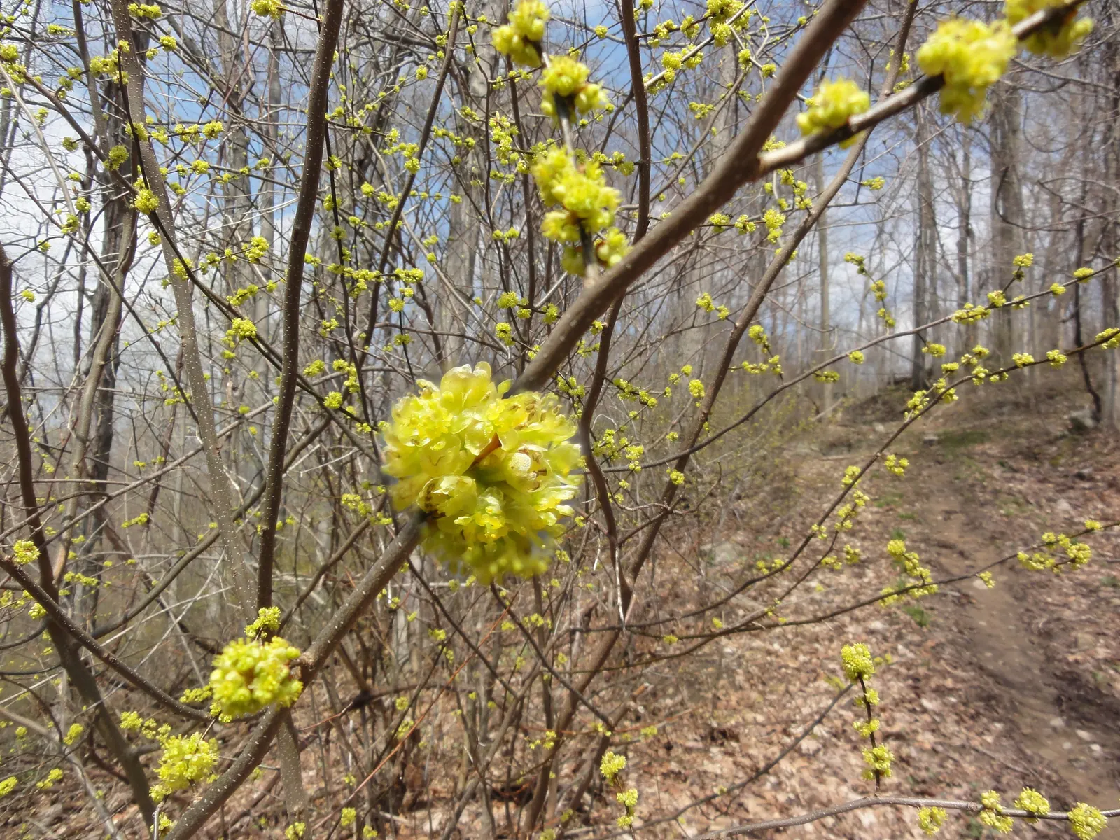 Spice Bush (Lindera Benzoin) — shrub / tree with yellow blooms