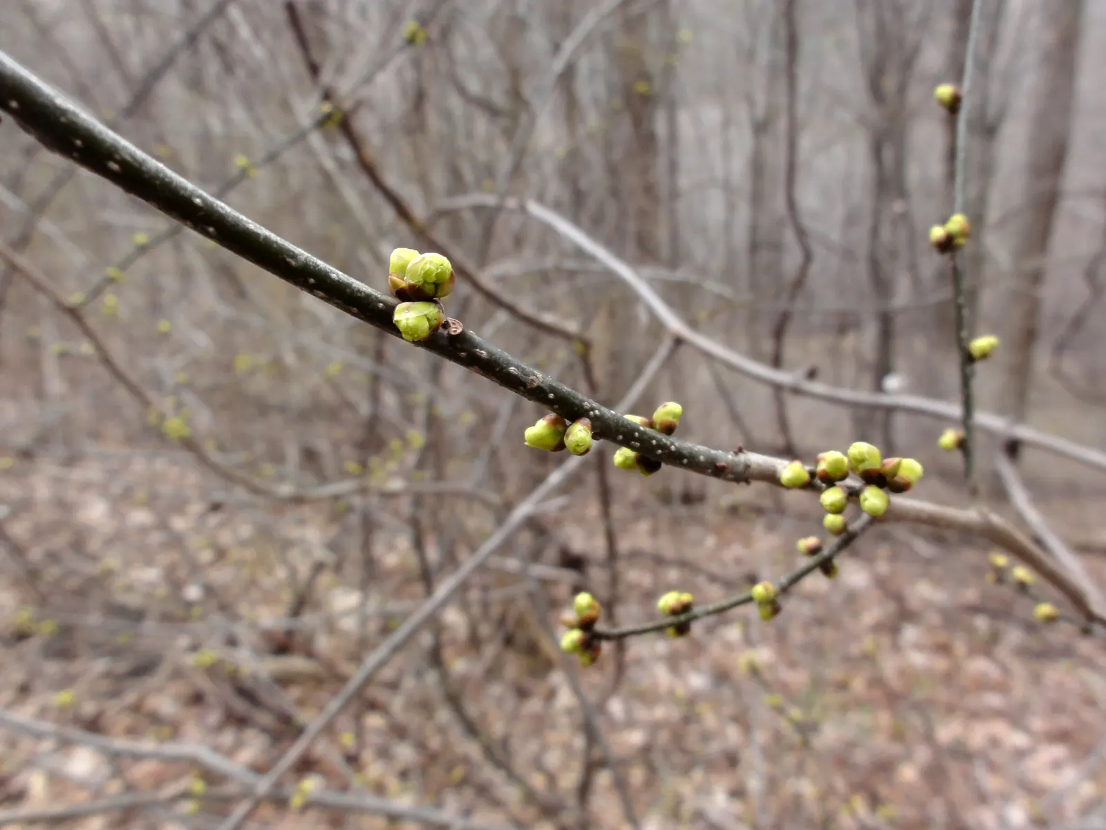 Spice Bush (Lindera Benzoin) — Spice Bush (Lindera benzoin) is a deciduous, native shrub thriving in zones 4-9; notable for its aromatic yellow flowers in