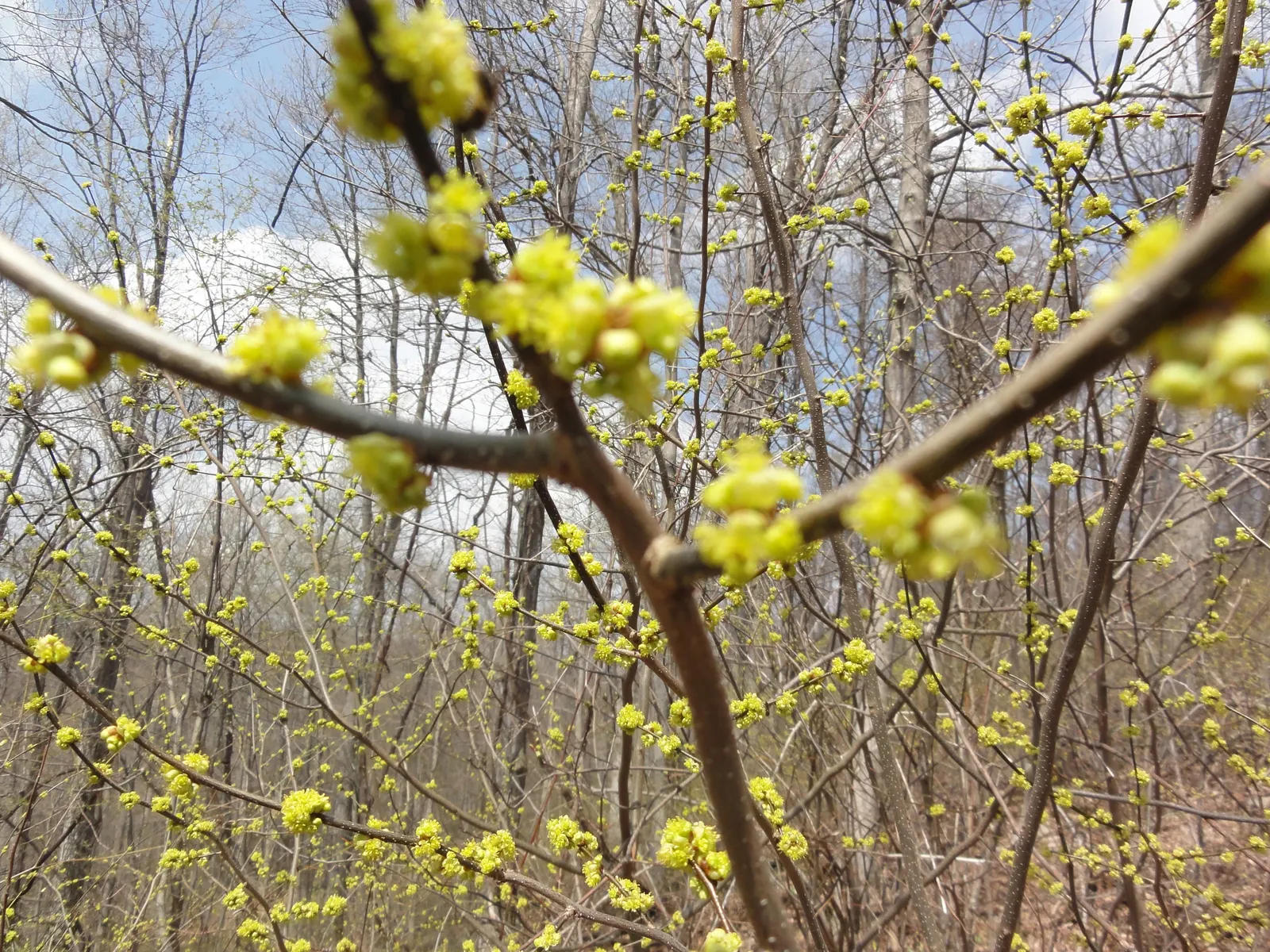 Spice Bush (Lindera Benzoin) — ecologically supportive element in their landscape