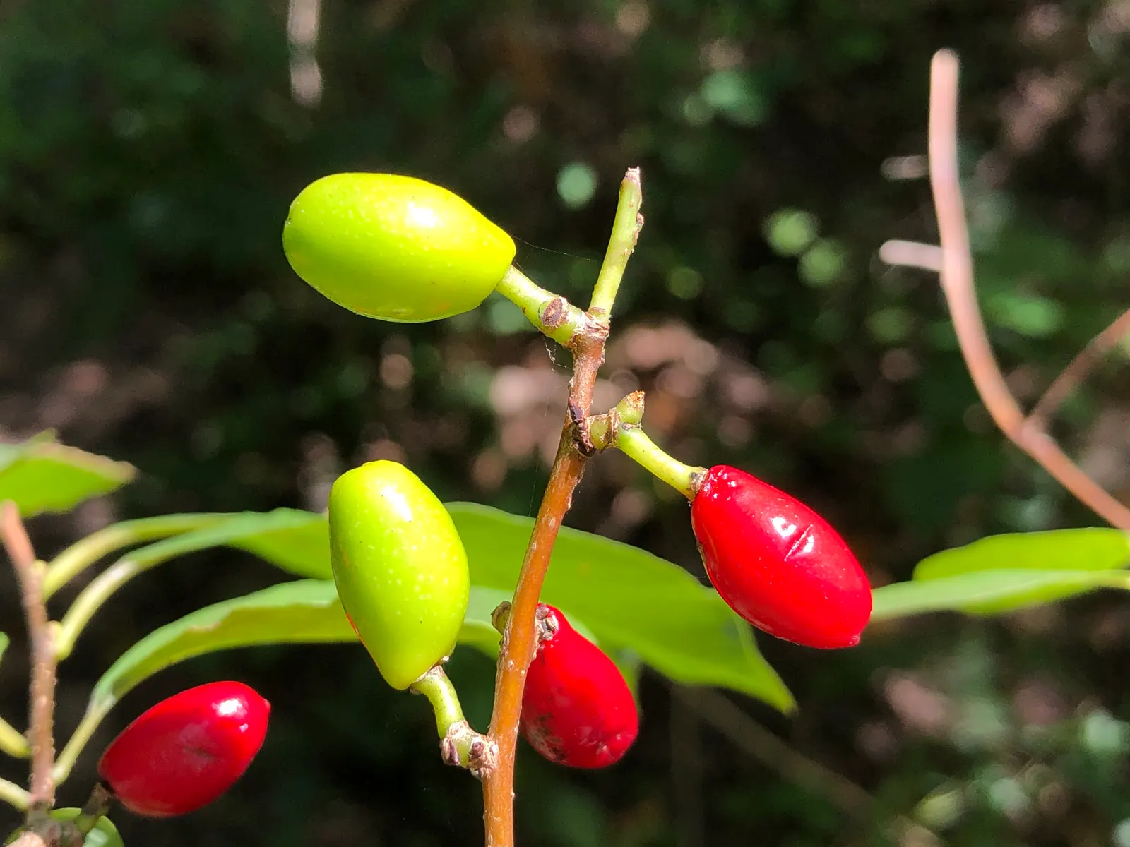 Spice Bush (Lindera Benzoin) — offering extended visual interest
