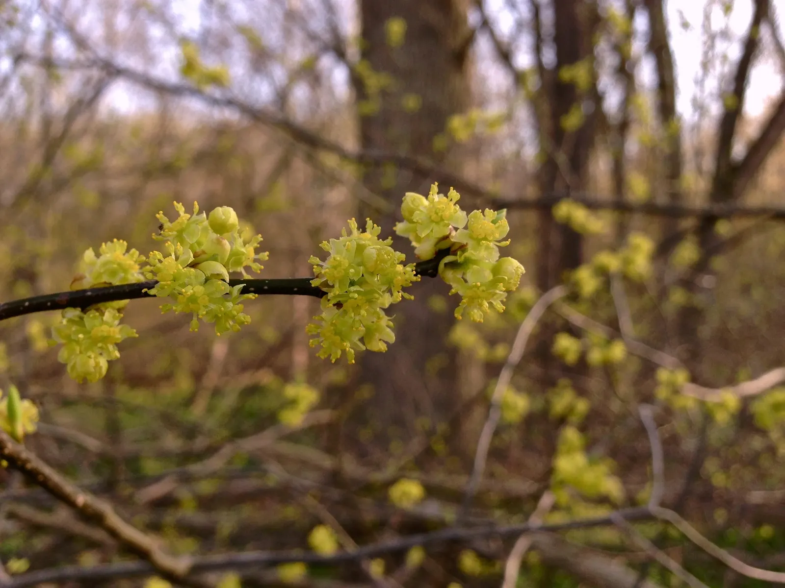 Spice Bush (Lindera Benzoin) — Notable for its aromatic yellow flowers in early spring and vibrant red berries in fall (on female plants)