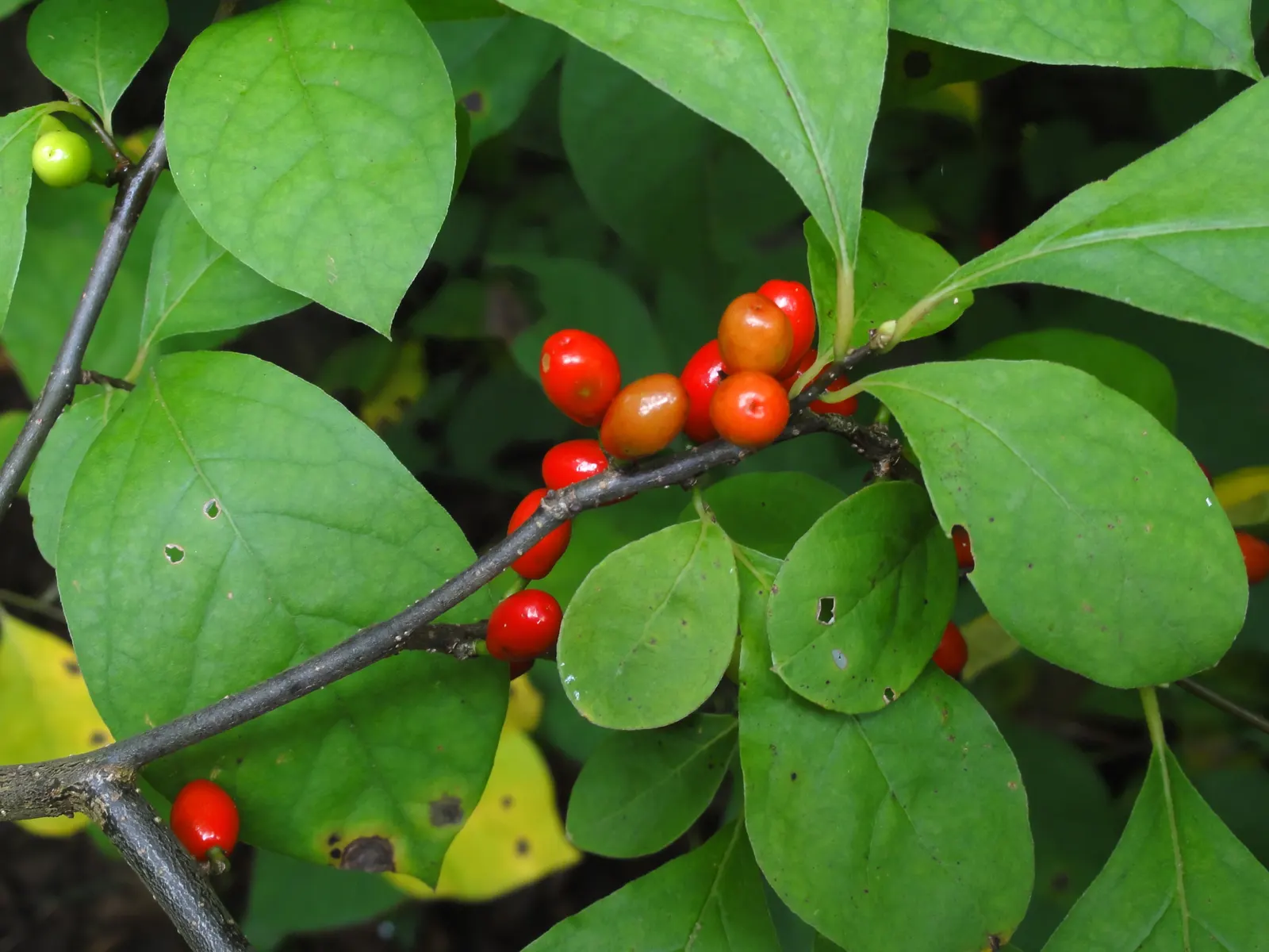 Spice Bush (Lindera Benzoin) — well-drained soils with an acidic to neutral pH