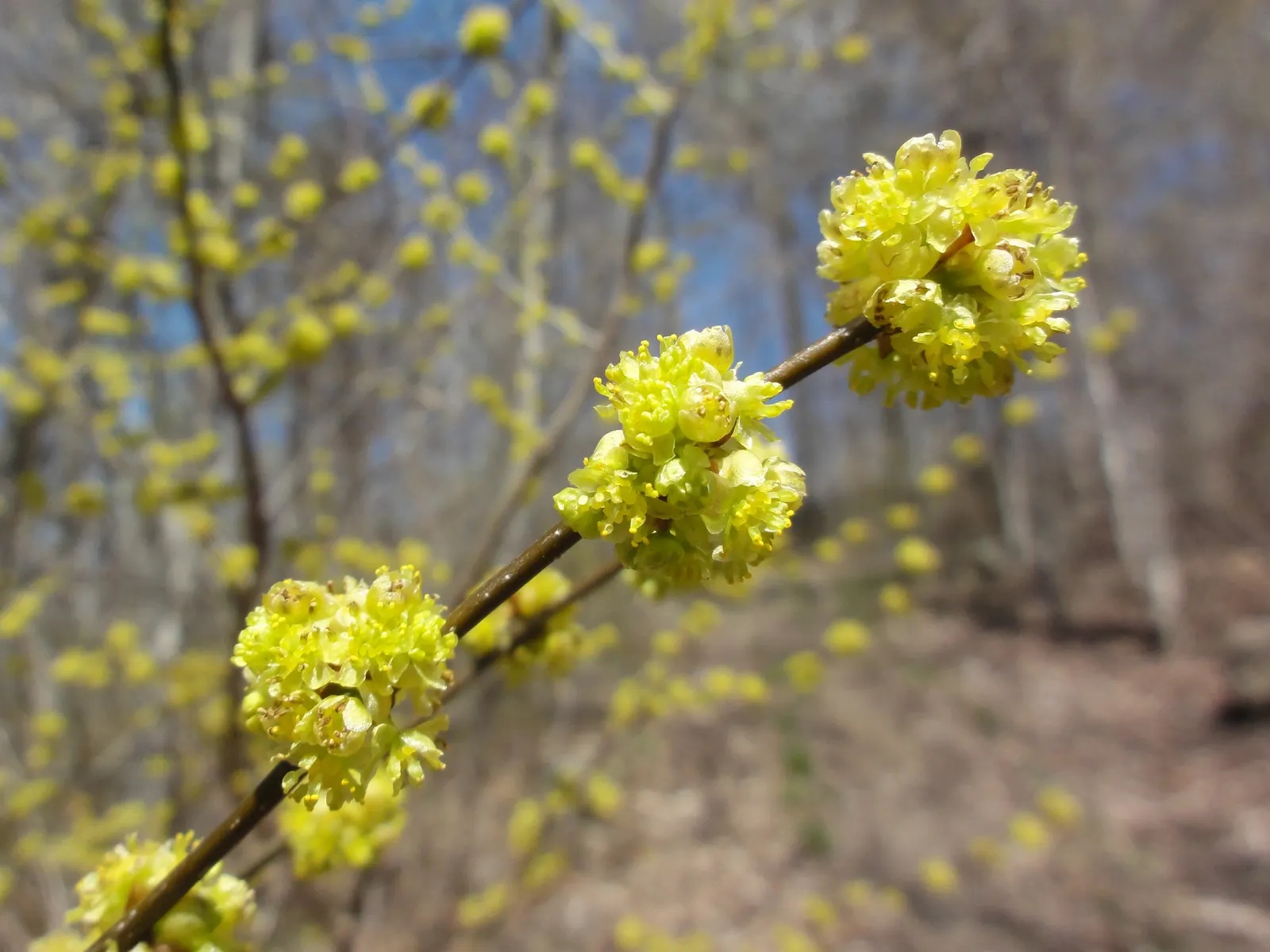 Spice Bush (Lindera Benzoin) — Leaves turn a rich yellow in autumn, providing noteworthy seasonal interest