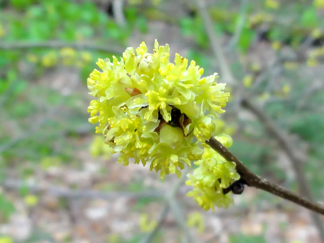 Spice Bush (Lindera Benzoin) — Spice Bush thrives in partial shade to full sun exposure and prefers moist; notable for its aromatic yellow flowers in early