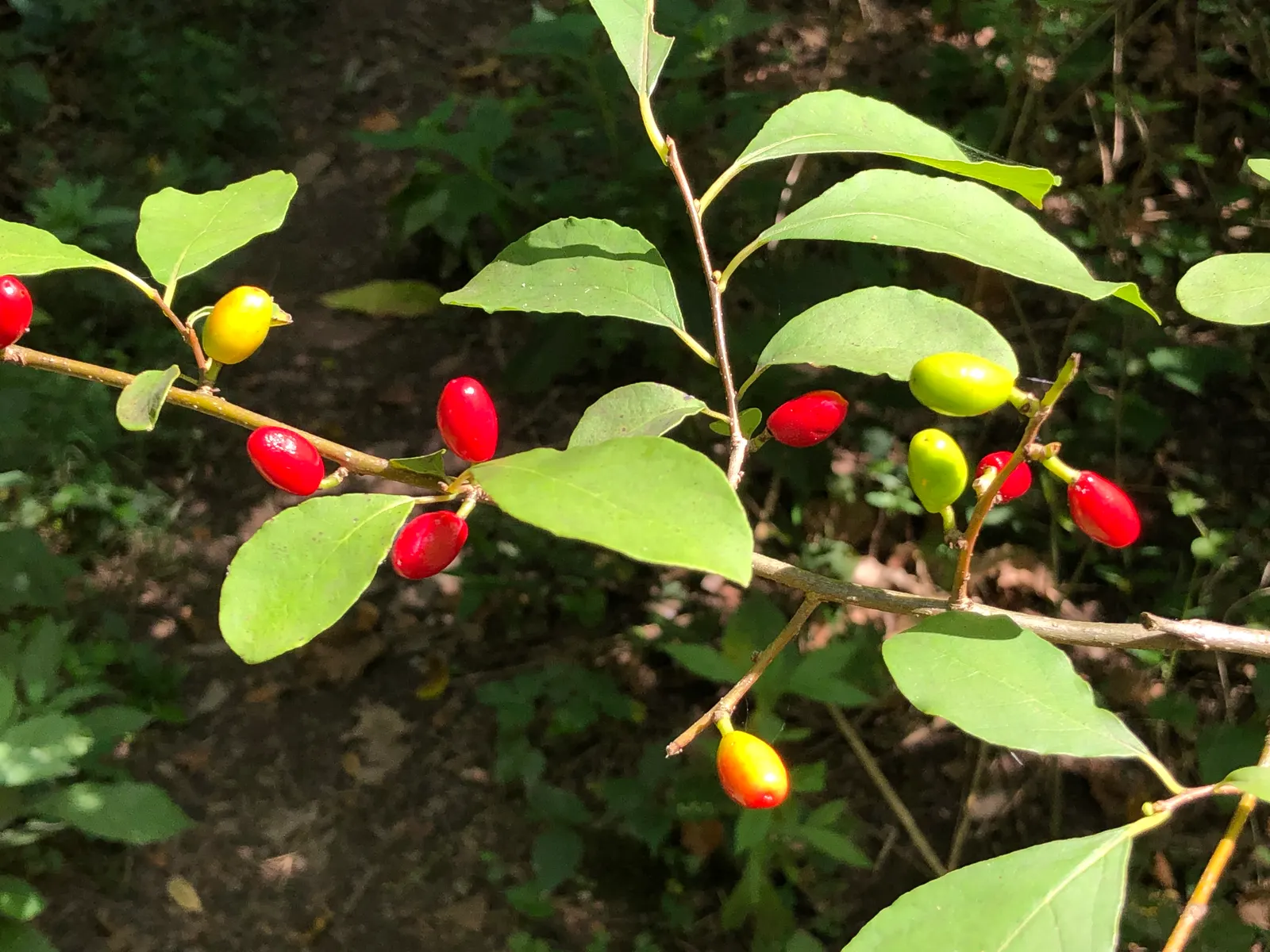 Spice Bush (Lindera Benzoin) — turn from a vibrant green to captivating yellow-gold hues in the fall