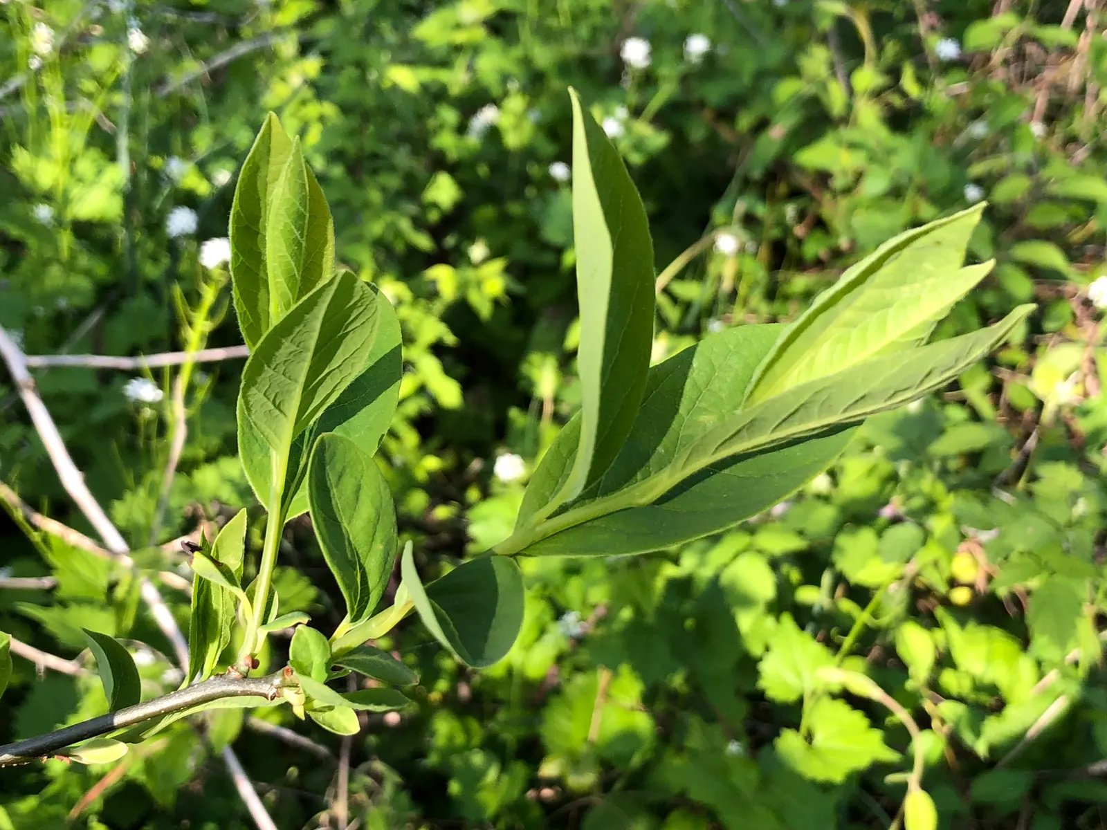 Spice Bush (Lindera Benzoin) — Notable for its aromatic yellow flowers in early spring and vibrant red berries in fall (on female plants); lending an