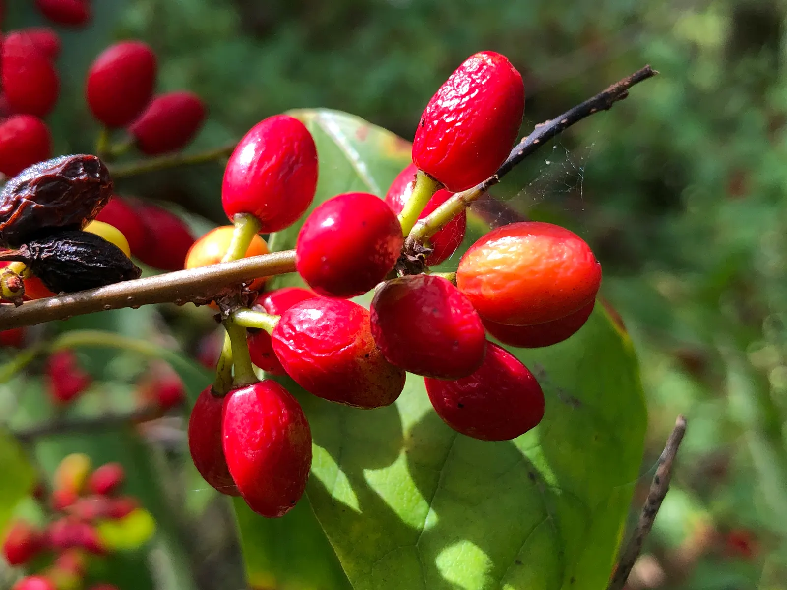Spice Bush (Lindera Benzoin) — Spice Bush (Lindera benzoin) is a deciduous, native shrub thriving in zones 4-9