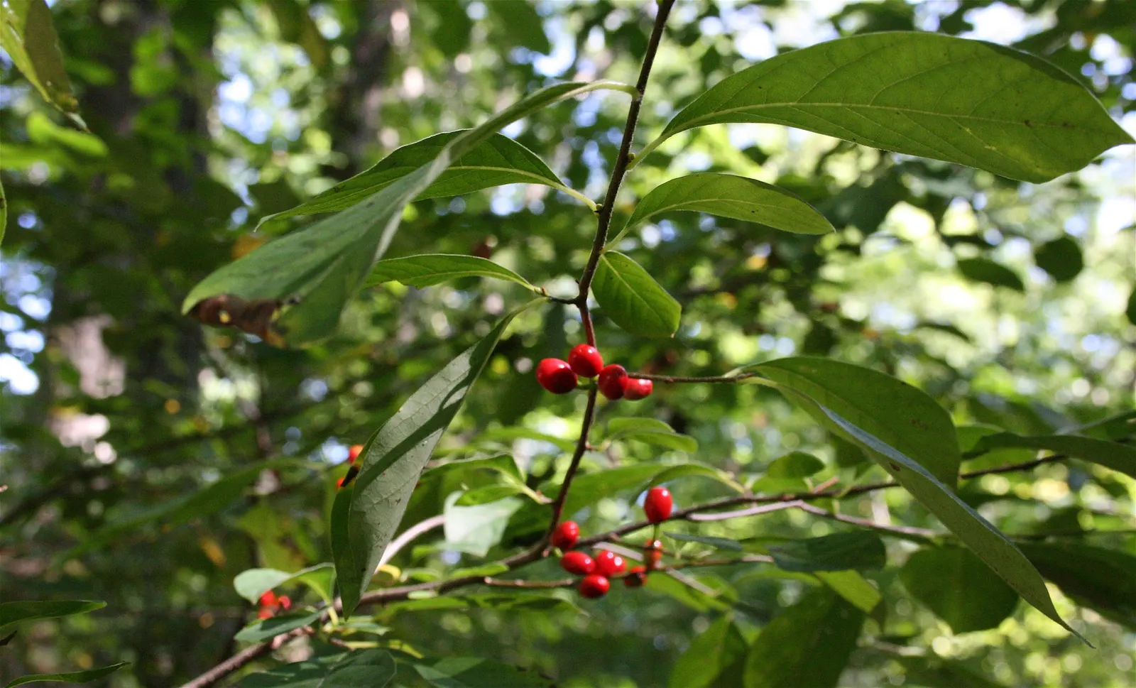 Spice Bush (Lindera Benzoin) — lending an additional layer of dynamic life to the garden setting; notable for its aromatic yellow flowers in early spring and