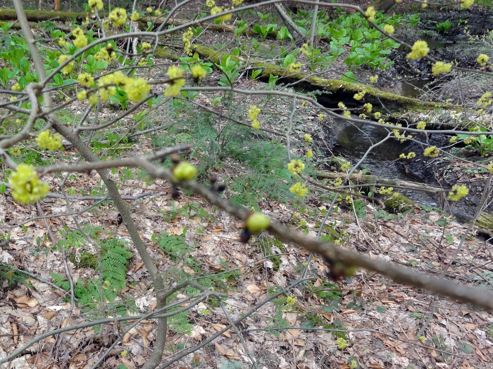 Spice Bush (Lindera Benzoin) — ecologically supportive element in their landscape; which grow to about 2 to 6 inches in length