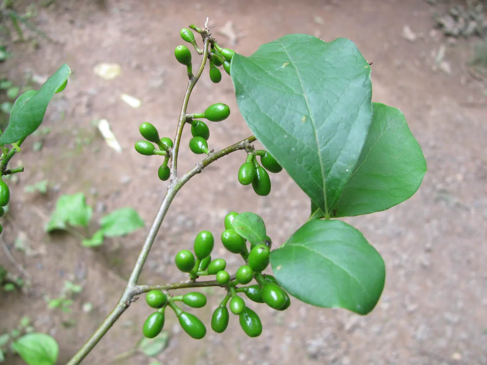 Spice Bush (Lindera Benzoin) — is a versatile and aromatic deciduous shrub