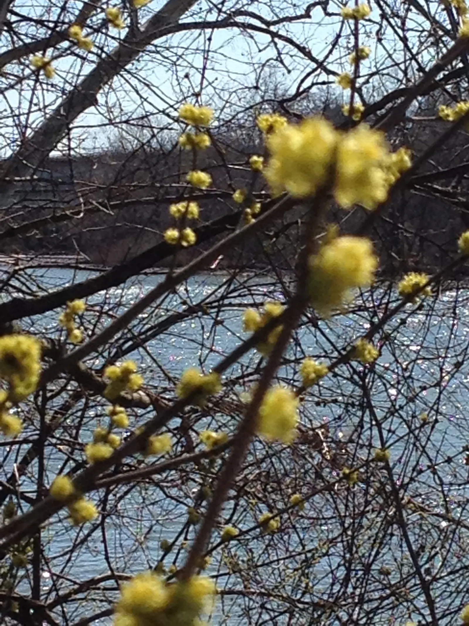 Spice Bush (Lindera Benzoin) — Spice Bush thrives in partial shade to full sun exposure and prefers moist