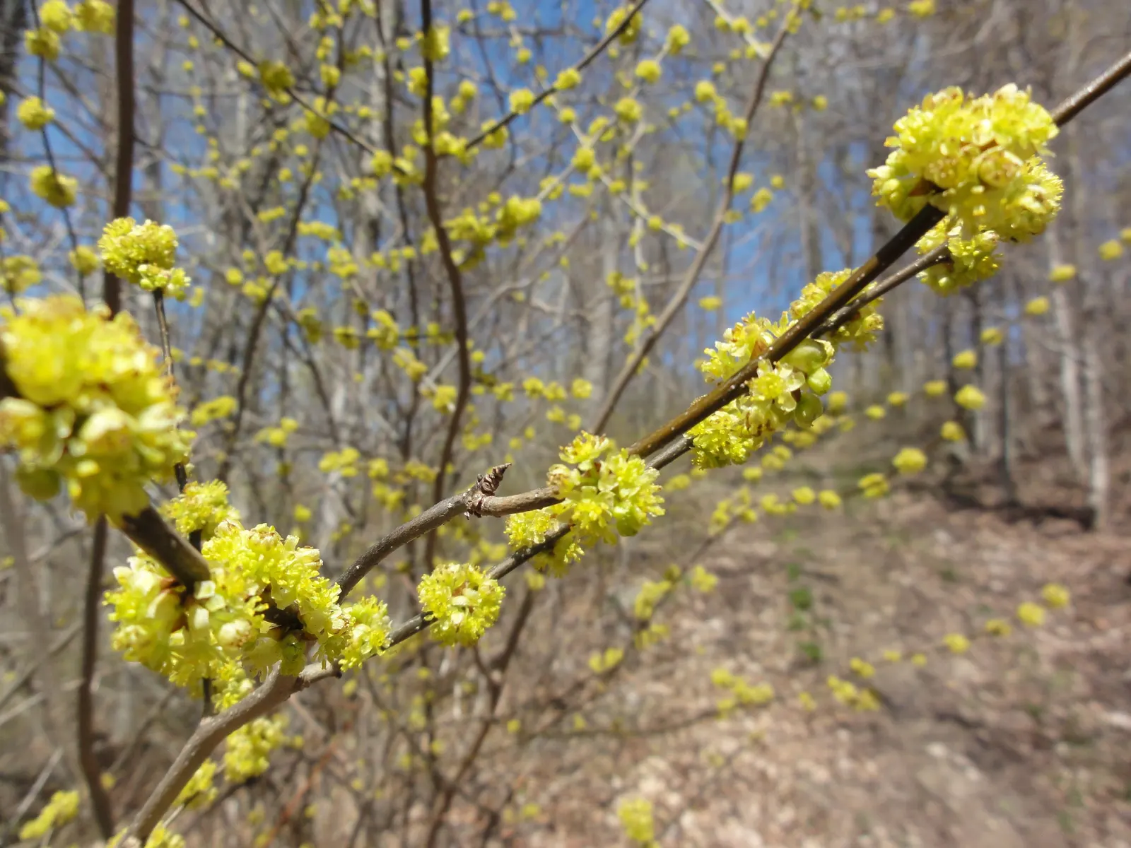 Spice Bush (Lindera Benzoin) — often before the leaves emerge