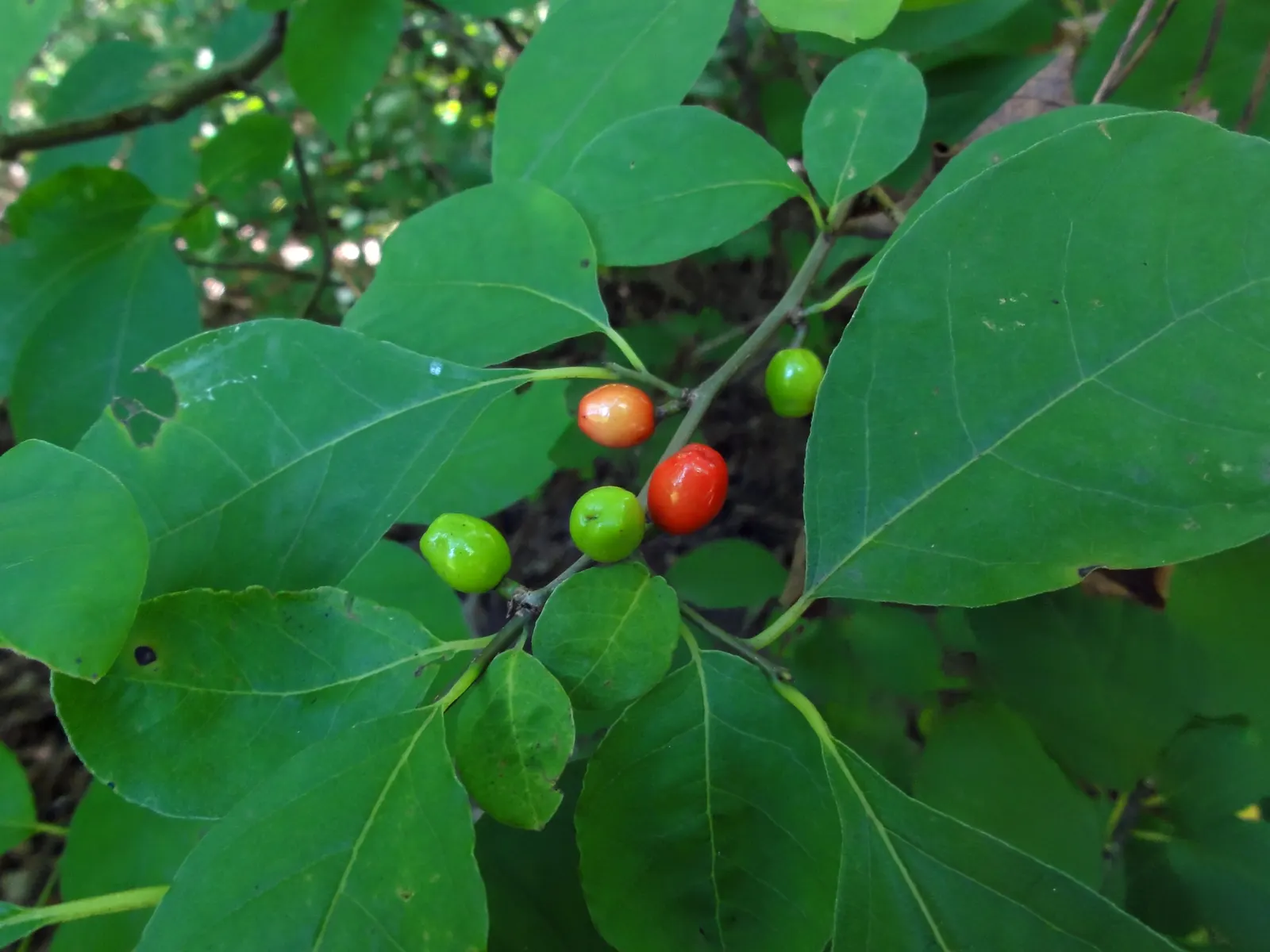 Spice Bush (Lindera Benzoin) — it attracts beneficial wildlife