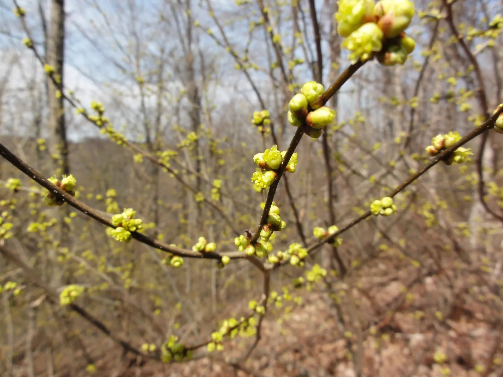 Spice Bush (Lindera Benzoin) — Leaves turn a rich yellow in autumn, providing noteworthy seasonal interest; this bush typically grows to a height of 6 to 12