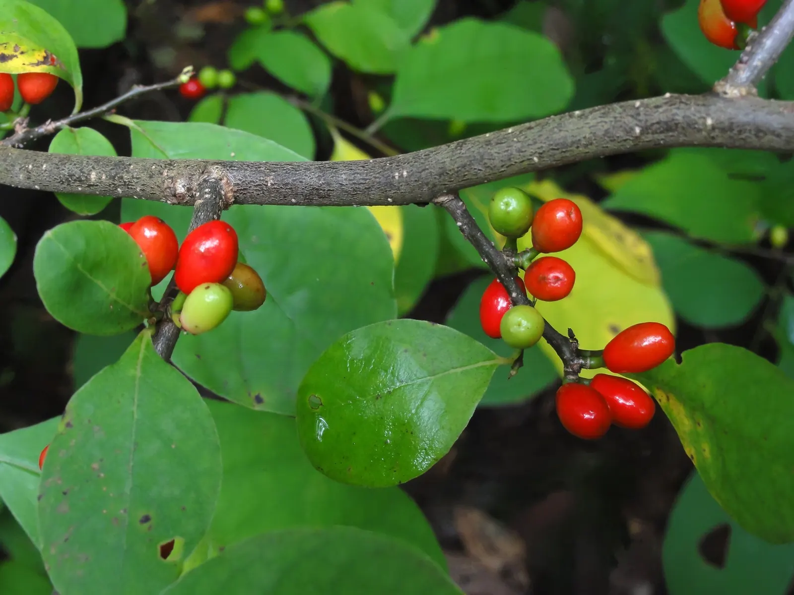 Spice Bush (Lindera Benzoin) — This bush typically grows to a height of 6 to 12 feet with a similar spread; which grow to about 2 to 6 inches in length