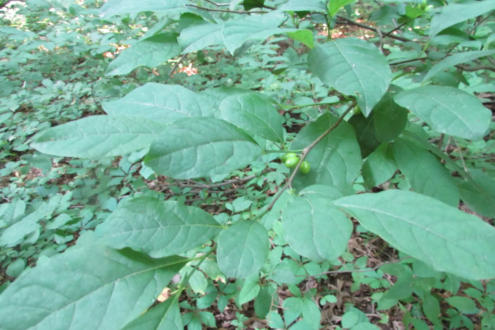 Spice Bush (Lindera Benzoin) — indigenous to the moist woodlands of the Eastern United States