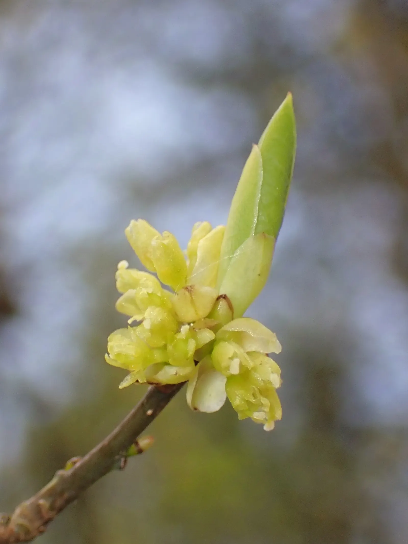 Spice Bush (Lindera Benzoin) — It is renowned for its multi-seasonal interest and utility in landscape design