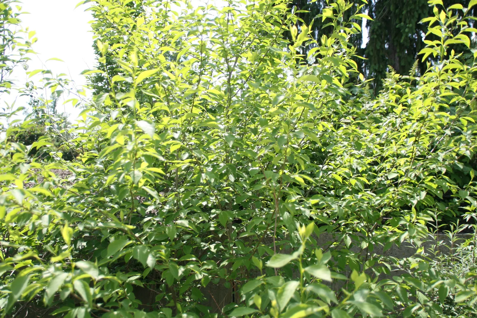 Spice Bush (Lindera Benzoin) — which grow to about 2 to 6 inches in length; this bush typically grows to a height of 6 to 12 feet with a similar spread