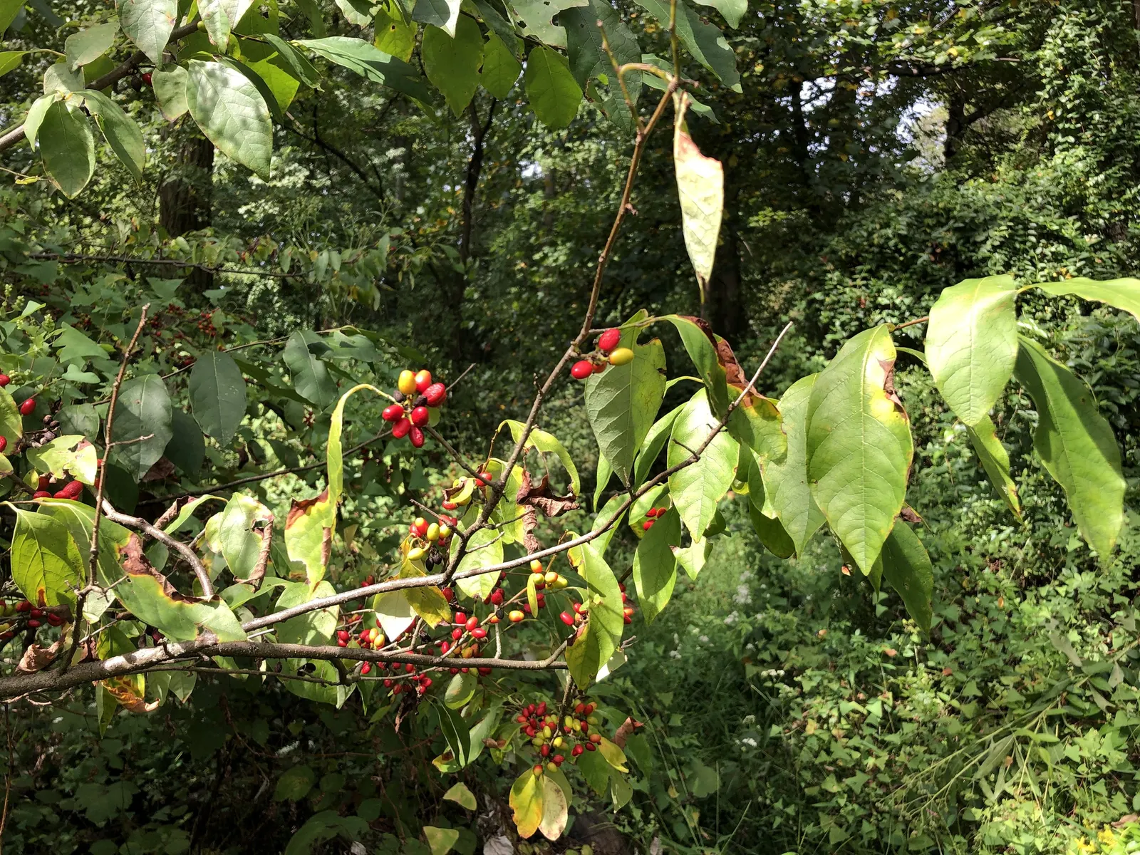 Spice Bush (Lindera Benzoin) — as it serves as a host plant for the Spicebush Swallowtail butterfly