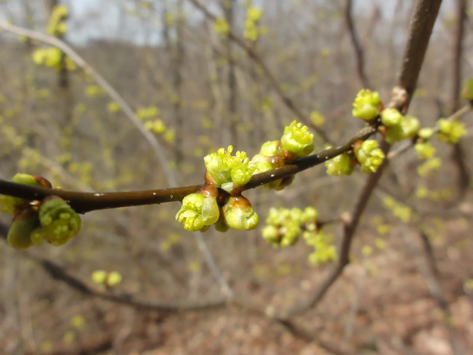 Spice Bush (Lindera Benzoin) — often before the leaves emerge; notable for its aromatic yellow flowers in early spring and vibrant red berries in fall (on