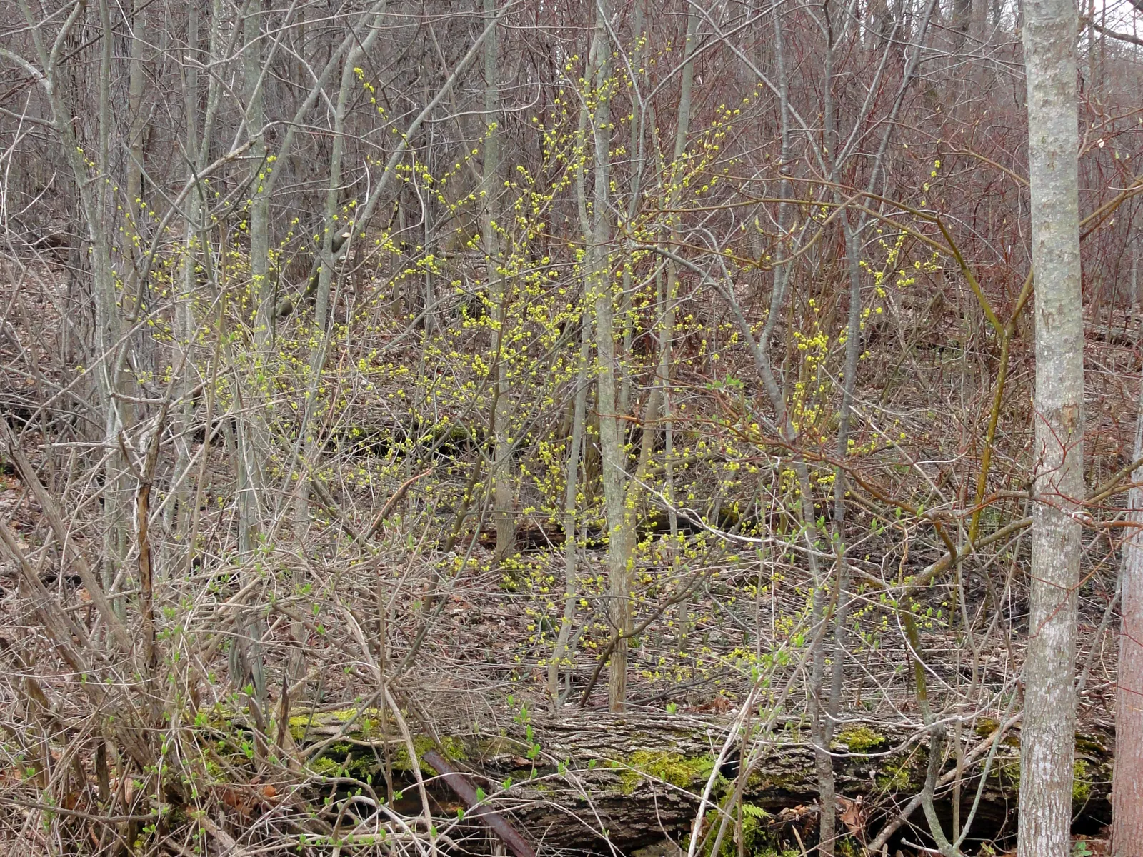 Spice Bush (Lindera Benzoin) — scientifically named Lindera benzoin