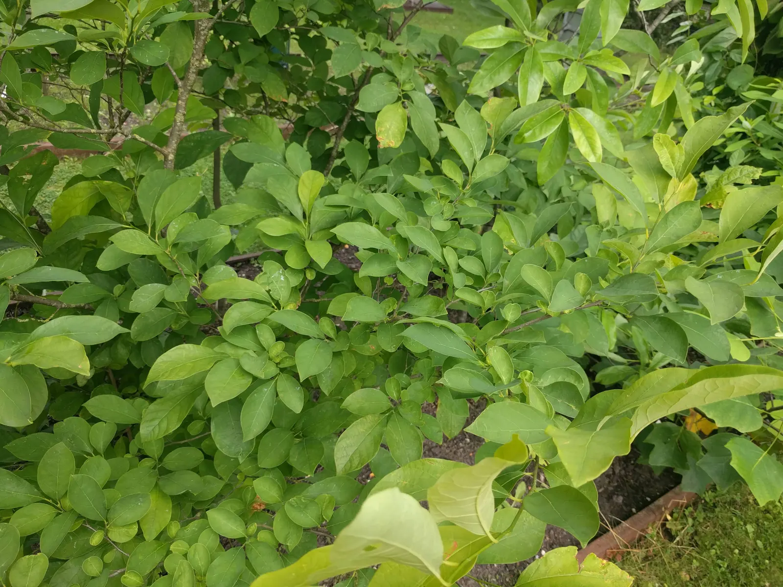 Spice Bush (Lindera Benzoin) — which grow to about 2 to 6 inches in length
